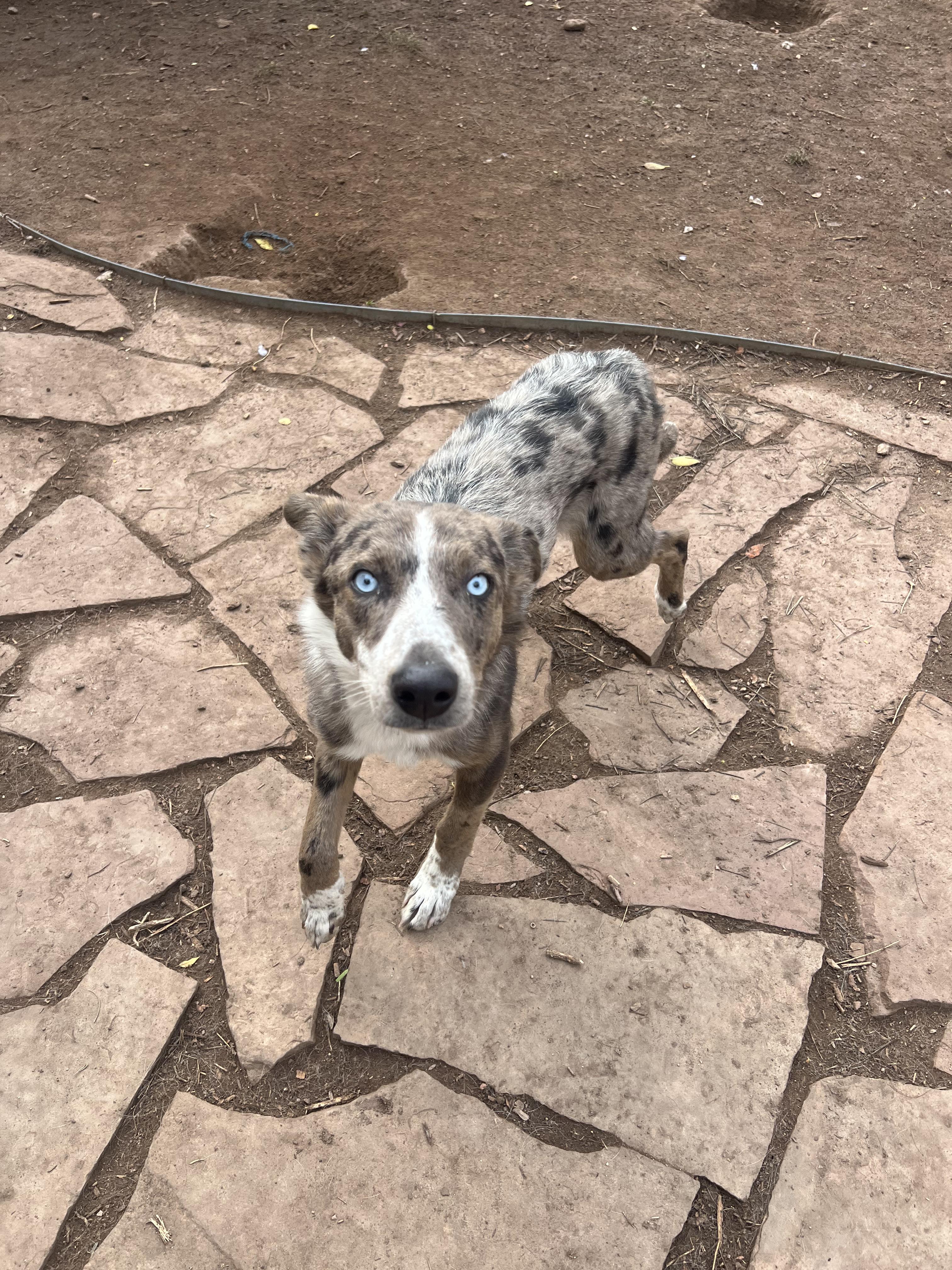 Oliver, an adoptable mixed breed in Fort Collins, CO image 6/6