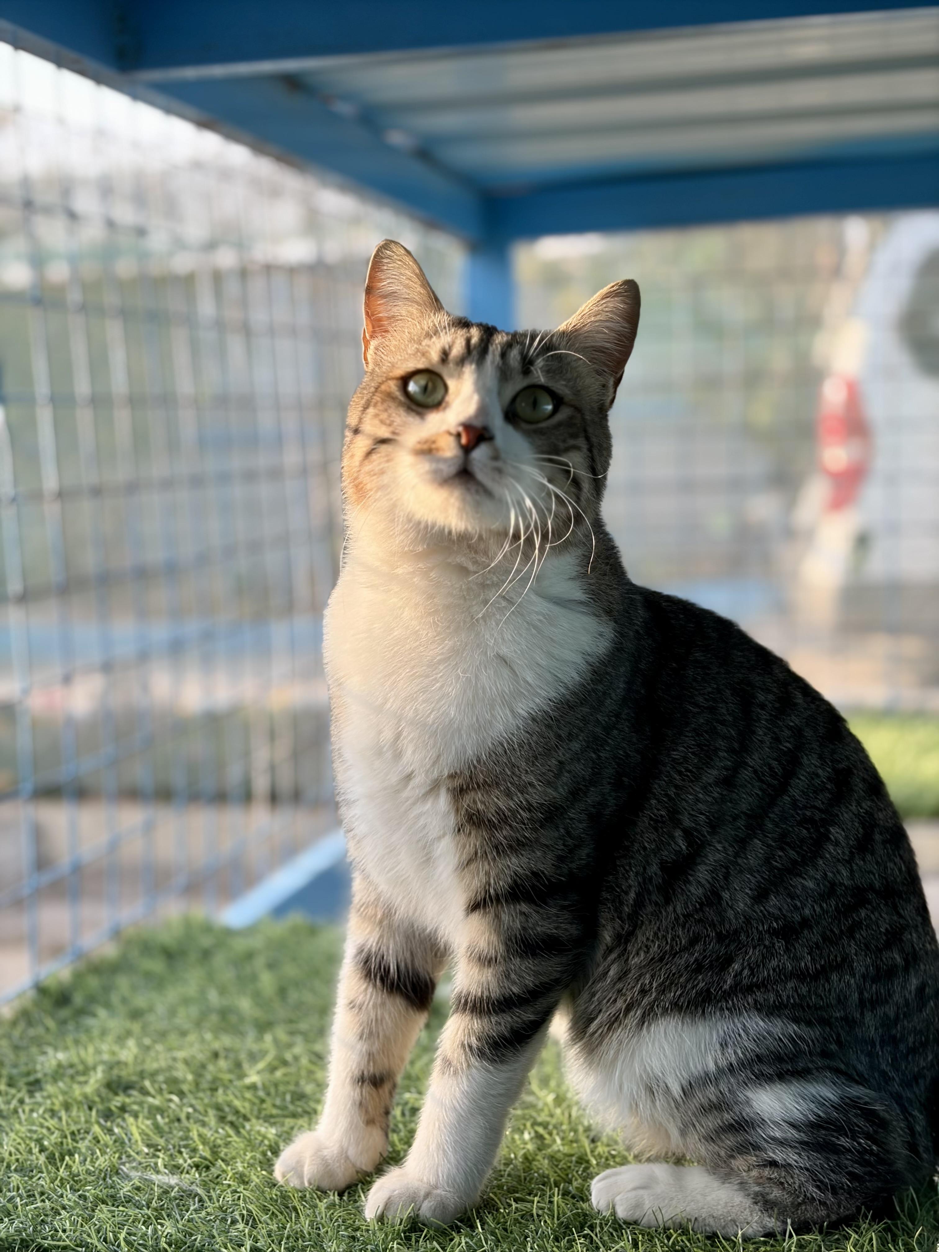 Storm, the Cuddle King