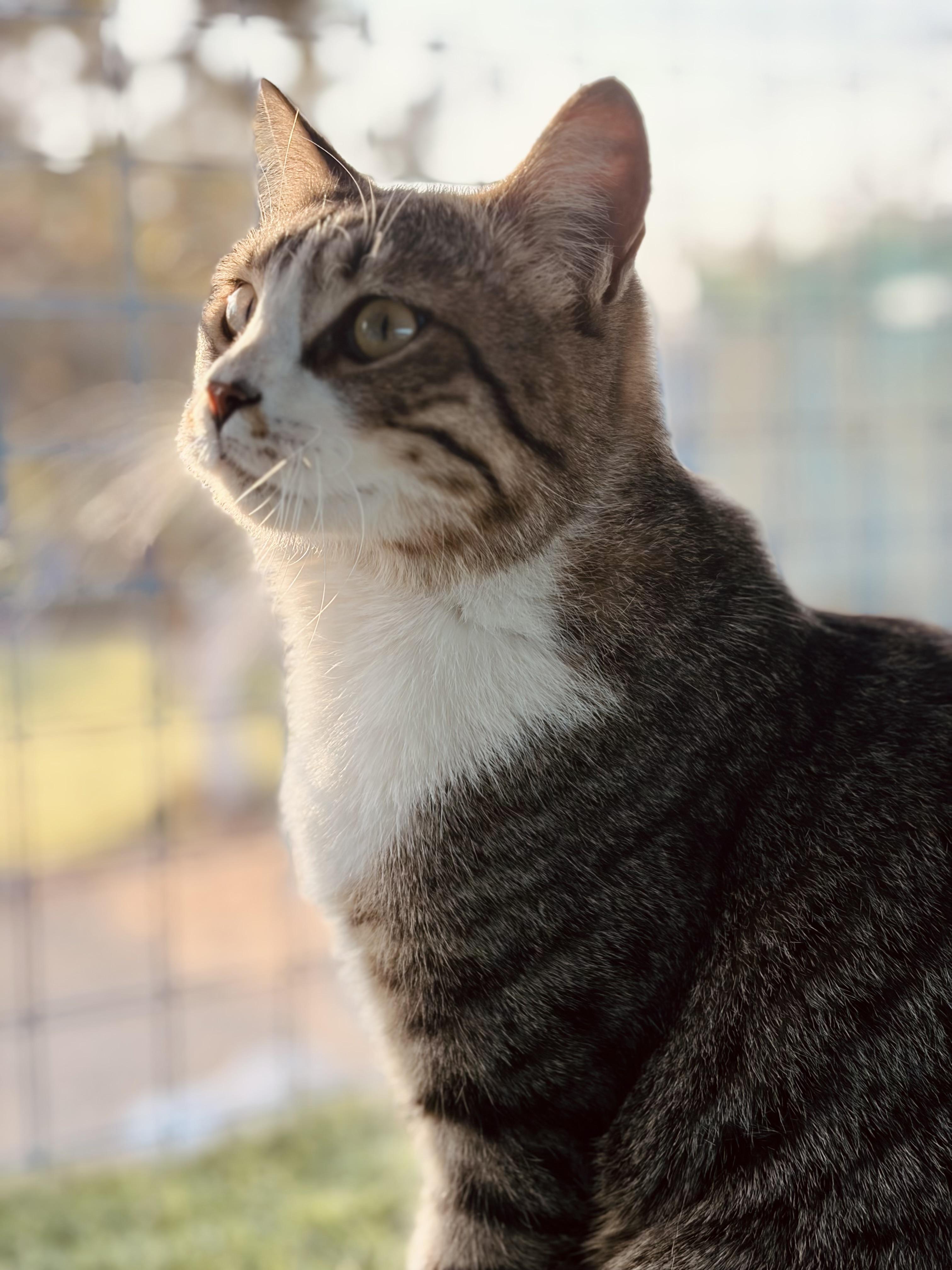 Storm, the Cuddle King