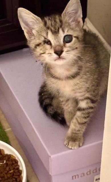 Enlarge Twitter, a Adoptable Domestic Short Hair in Chamblee, GA image 2/3