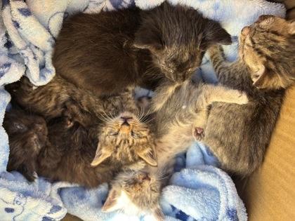 Enlarge Twitter, a Adoptable Domestic Short Hair in Chamblee, GA image 3/3