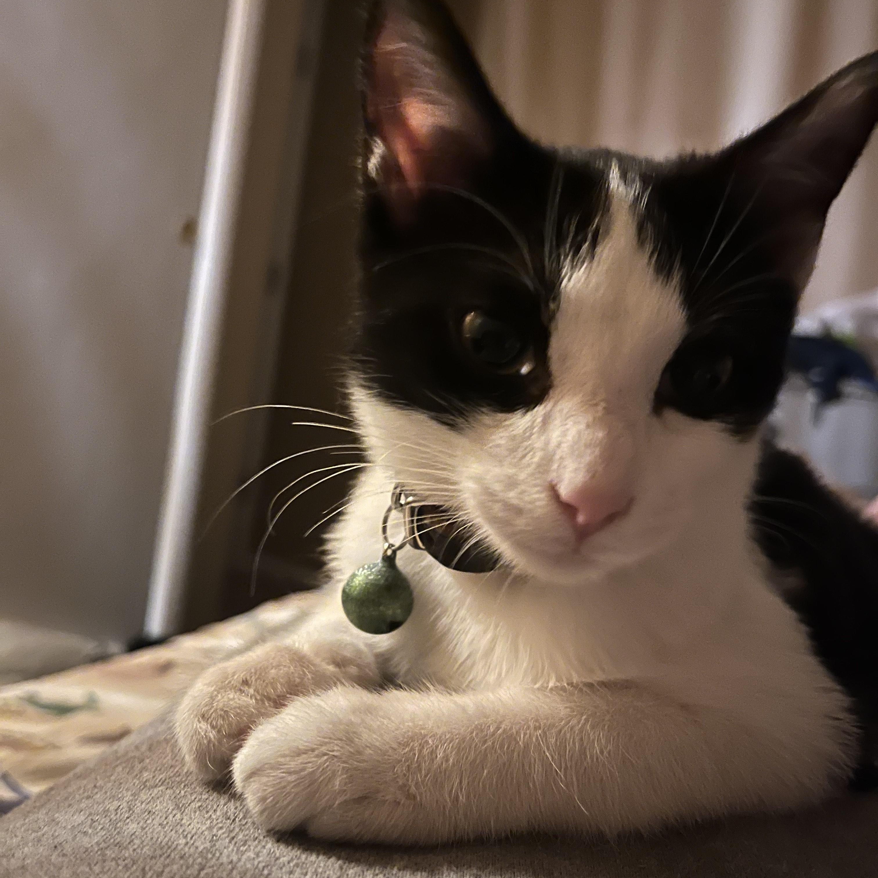 Enlarge Pepe, a Adoptable Domestic Short Hair in Knoxville, TN image 1/3