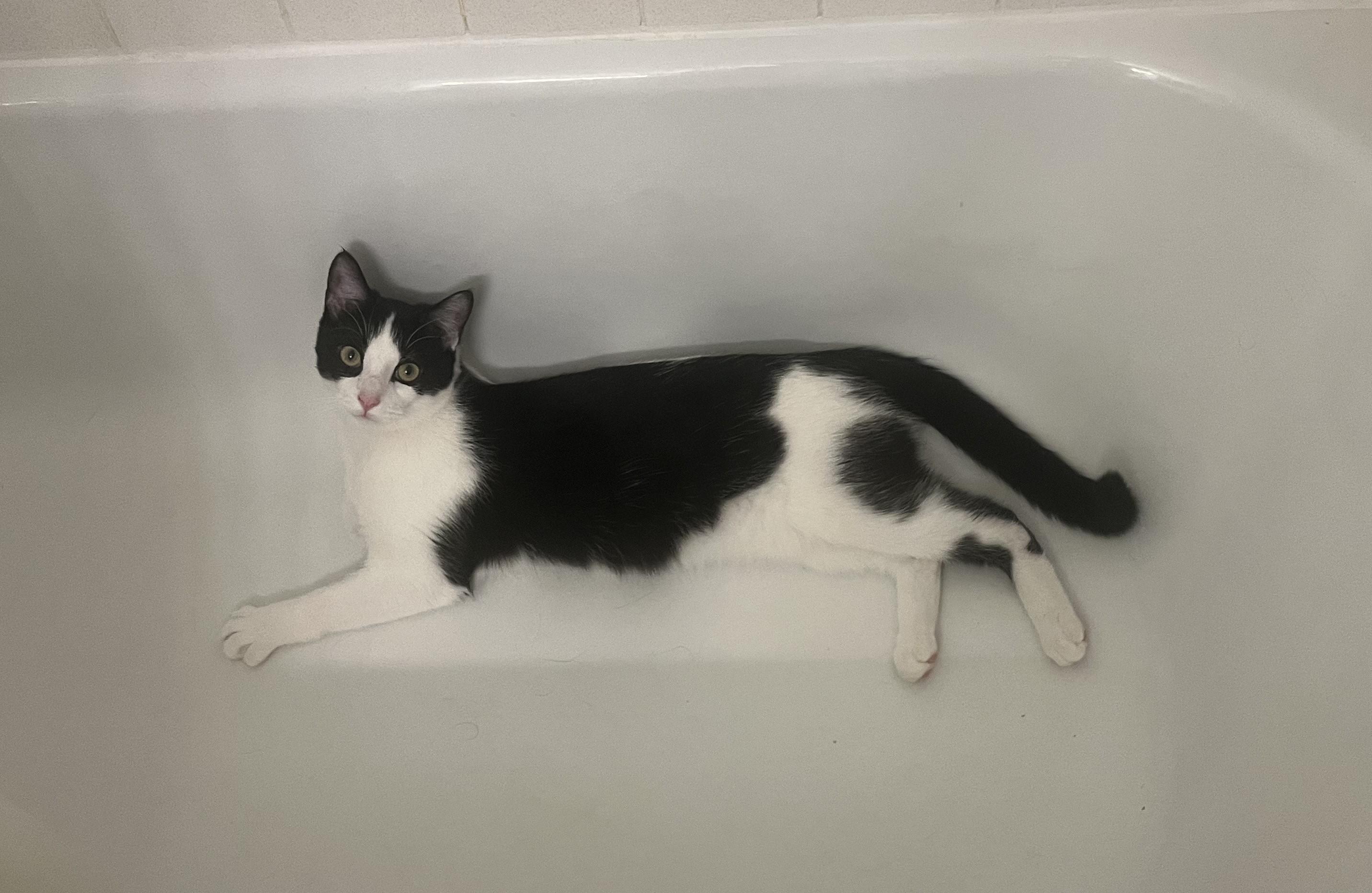 Enlarge Pepe, a Adoptable Domestic Short Hair in Knoxville, TN image 2/3