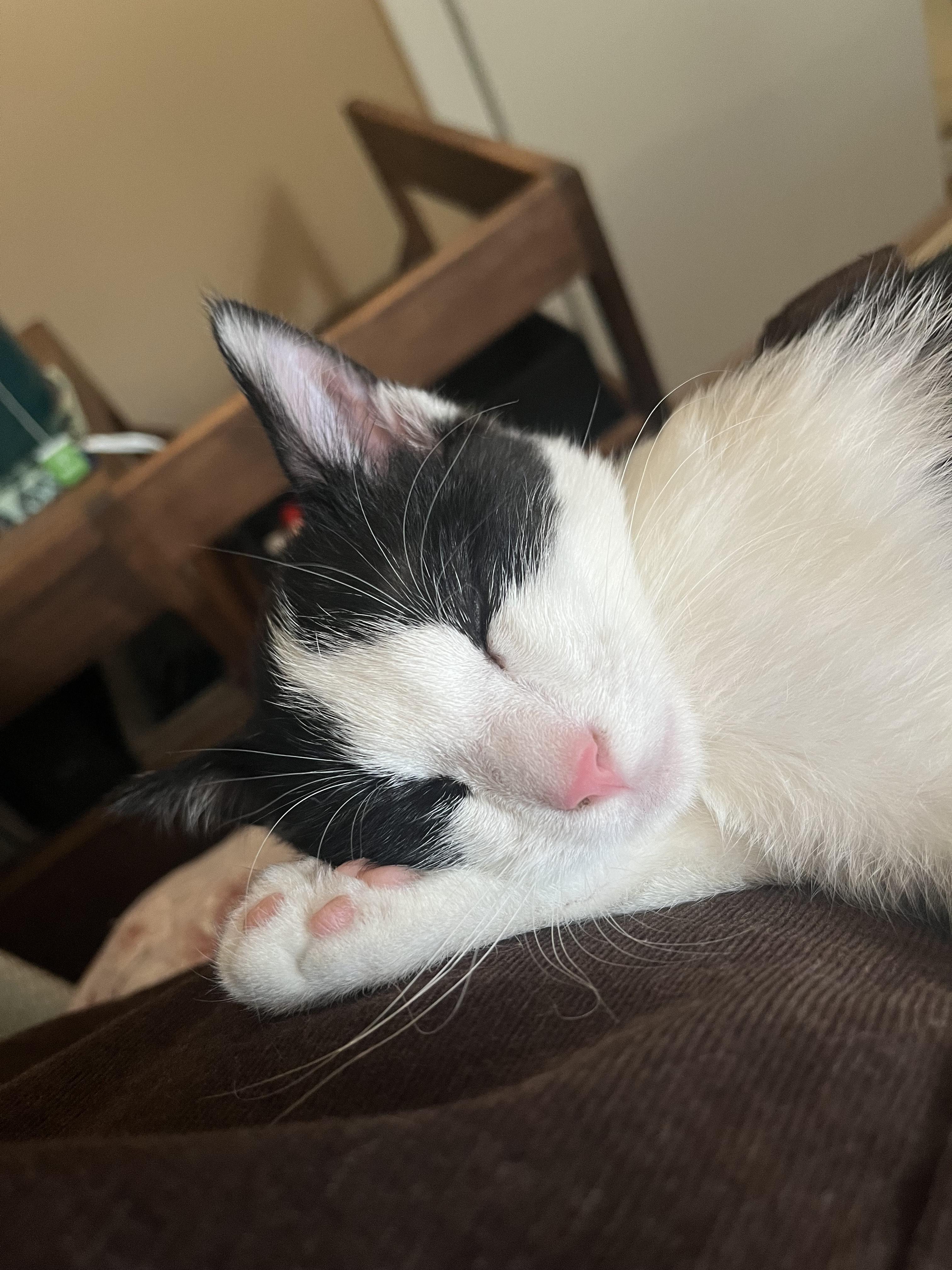 Enlarge Pepe, a Adoptable Domestic Short Hair in Knoxville, TN image 3/3