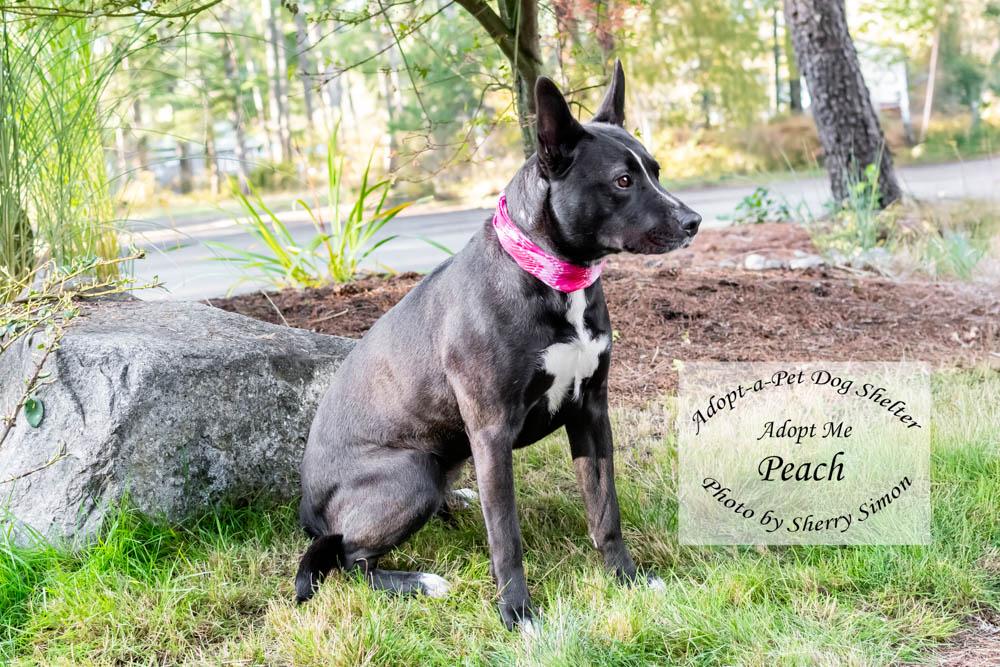 PEACH, a Adoptable mixed breed in Shelton, WA image 4/6