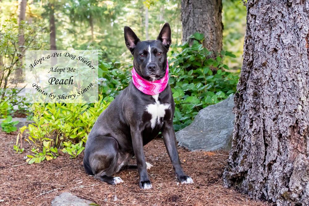 PEACH, a Adoptable mixed breed in Shelton, WA image 5/6