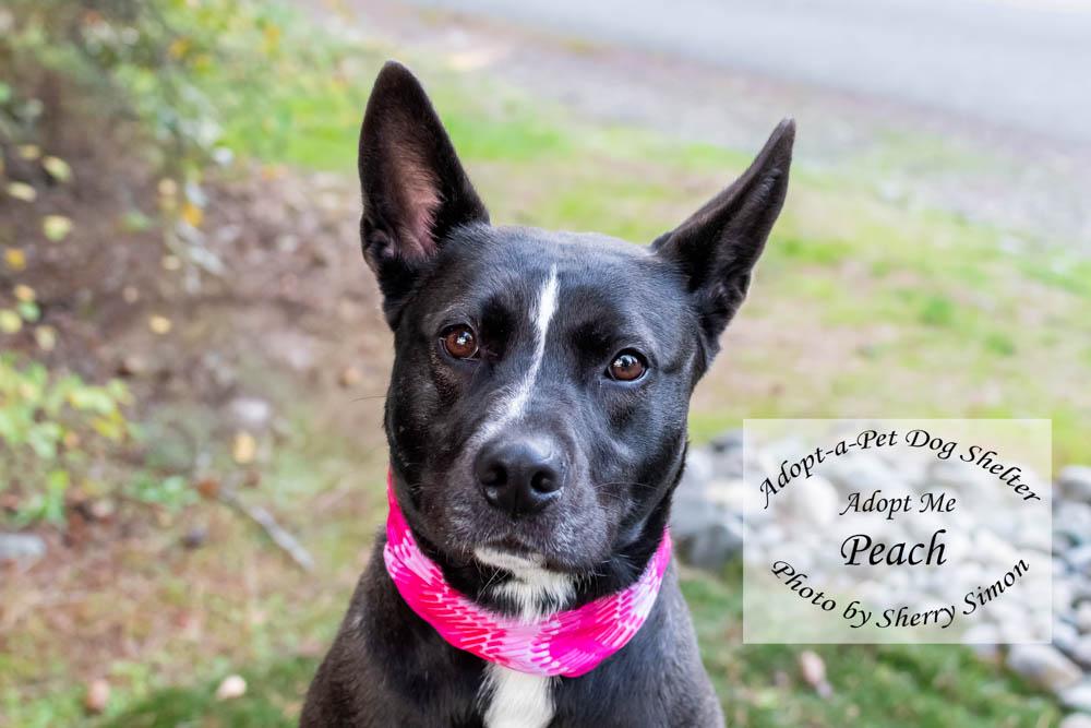 PEACH, a Adoptable mixed breed in Shelton, WA image 1/6