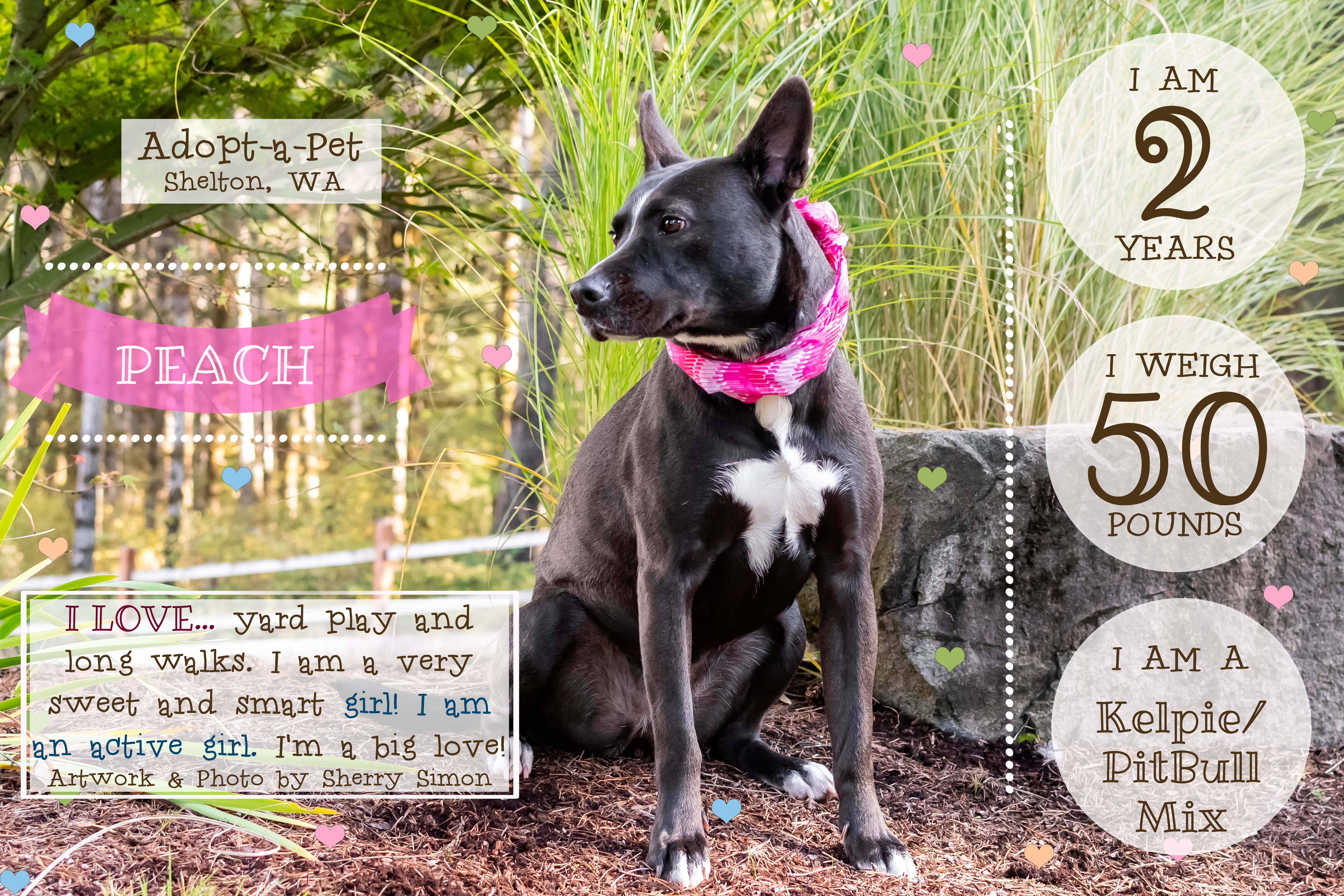 PEACH, a Adoptable mixed breed in Shelton, WA image 2/6
