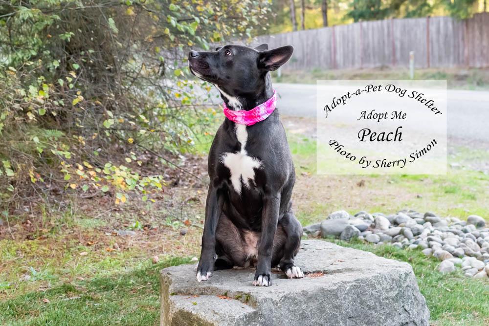 PEACH, a Adoptable mixed breed in Shelton, WA image 3/6
