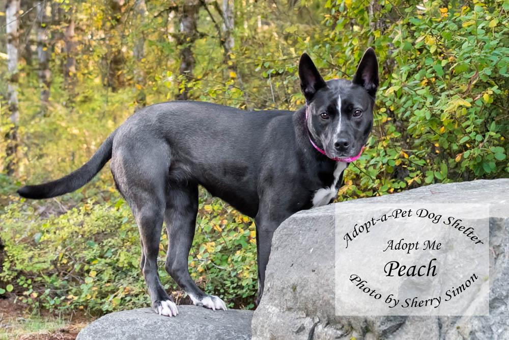 PEACH, a Adoptable mixed breed in Shelton, WA image 6/6