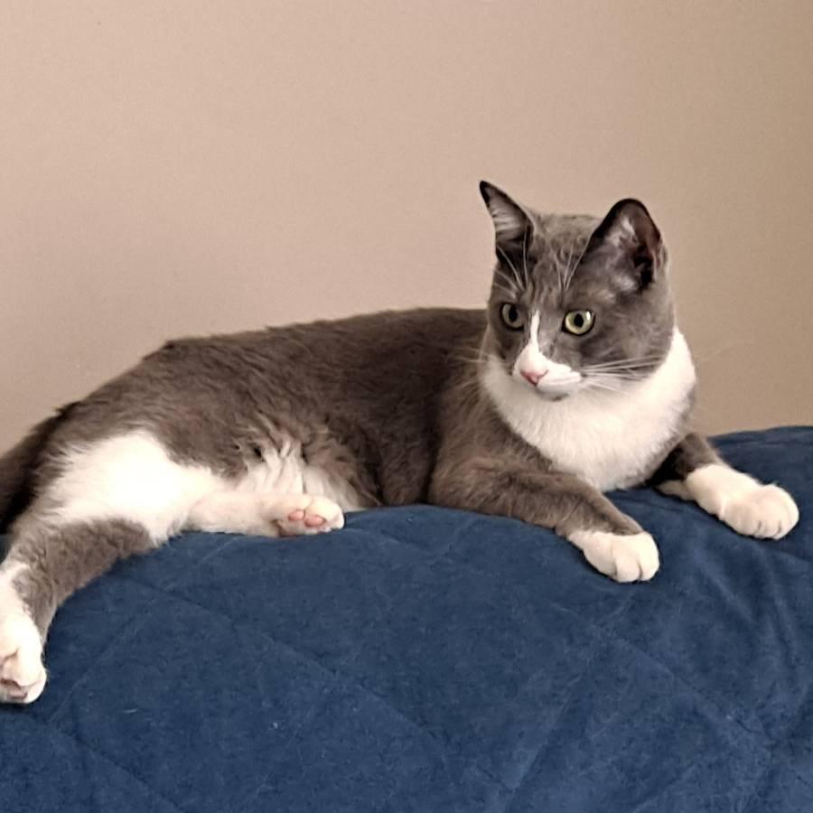 Enlarge Iona (FeLV positive), a ADOPTABLE Domestic Medium Hair in Queen Creek, AZ image 3/6