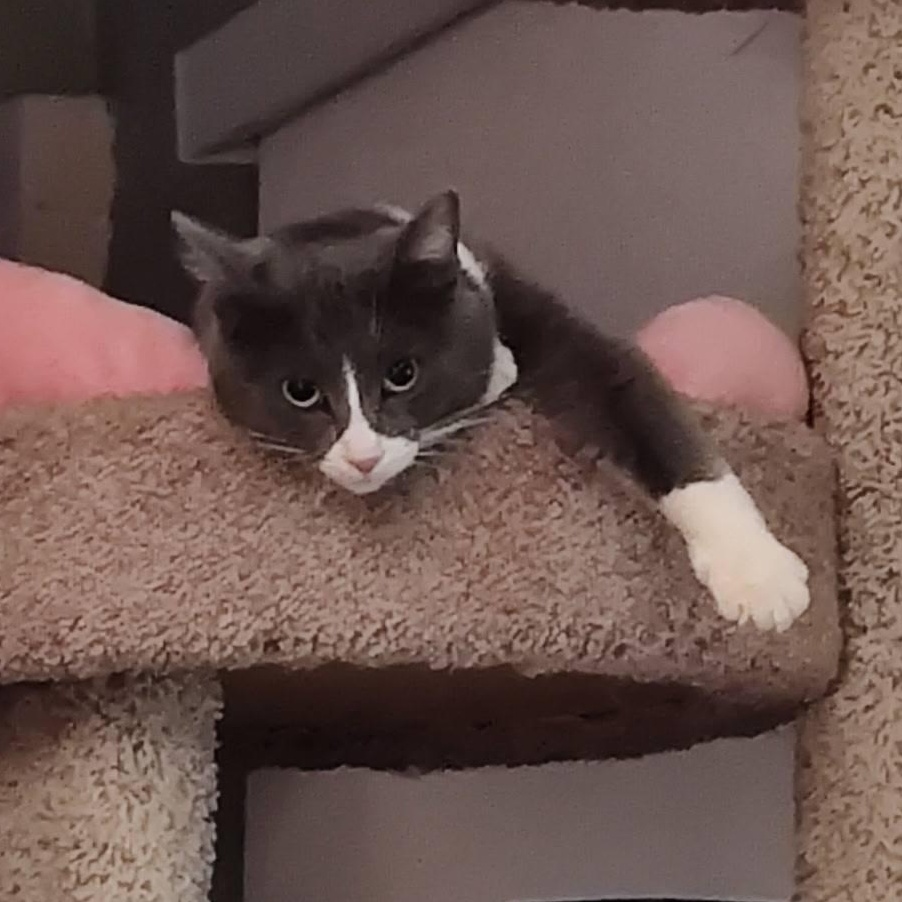 Iona (FeLV positive), a ADOPTABLE Domestic Medium Hair in Queen Creek, AZ image 2/3