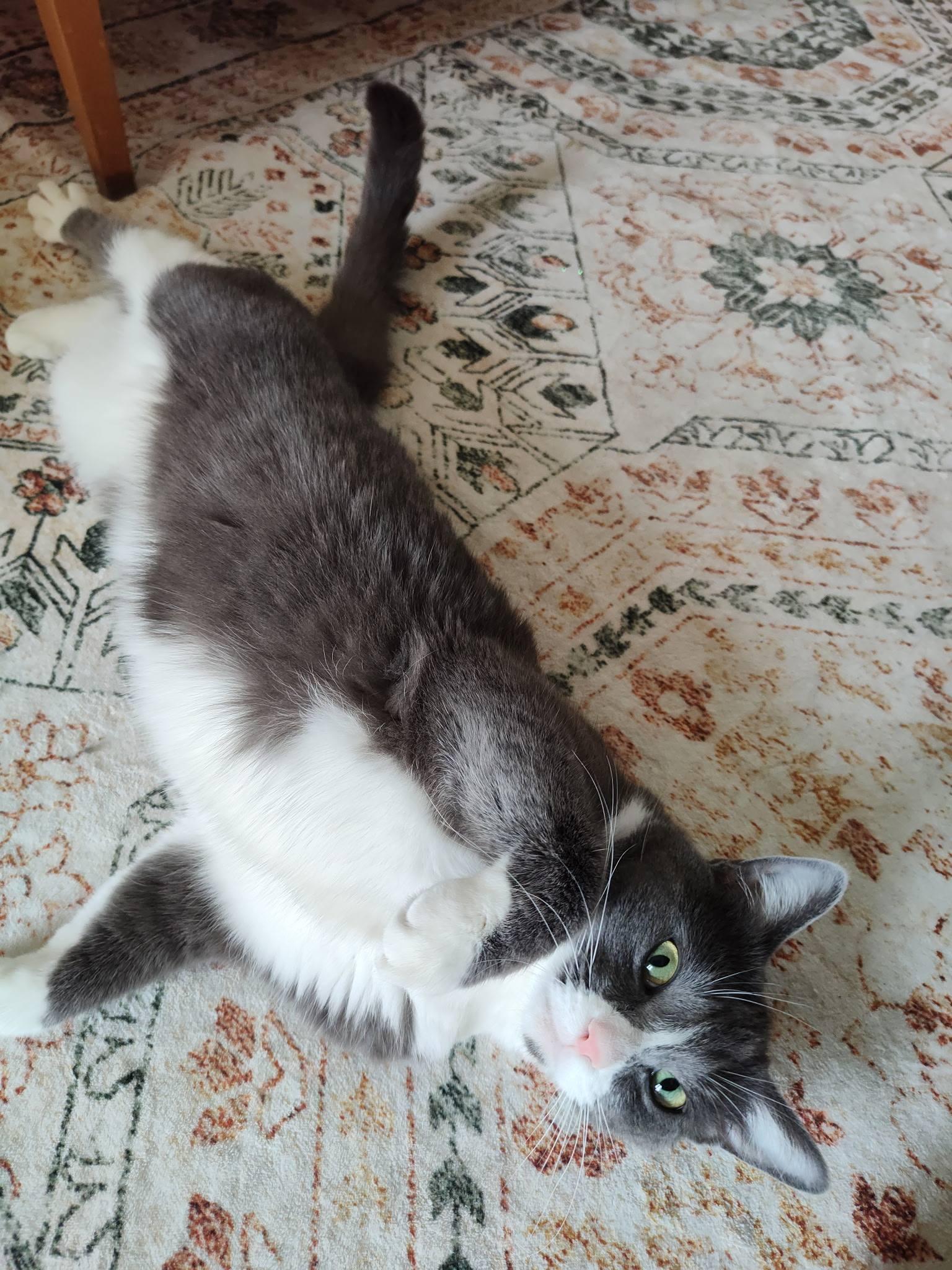 Iona (FeLV positive), a ADOPTABLE Domestic Medium Hair in Queen Creek, AZ image 3/3