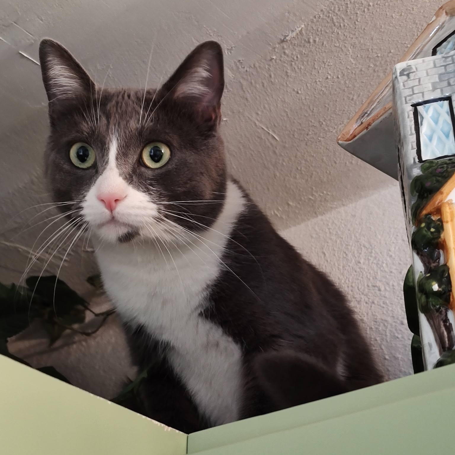 Iona (FeLV positive), ADOPTABLE, Adult Female Domestic Medium Hair.