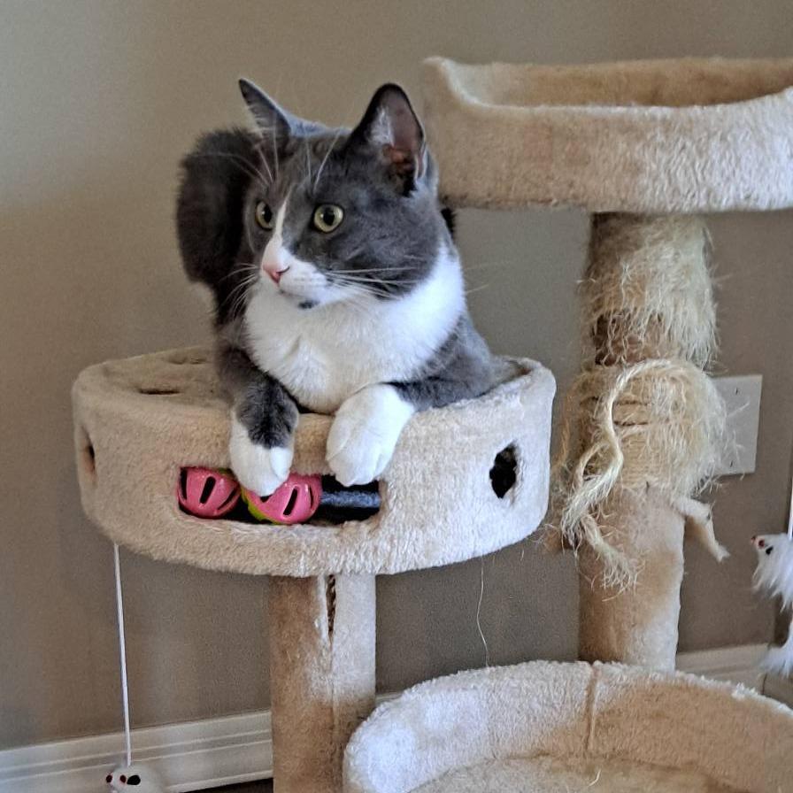 Iona (FeLV positive), ADOPTABLE, Adult Female Domestic Medium Hair.