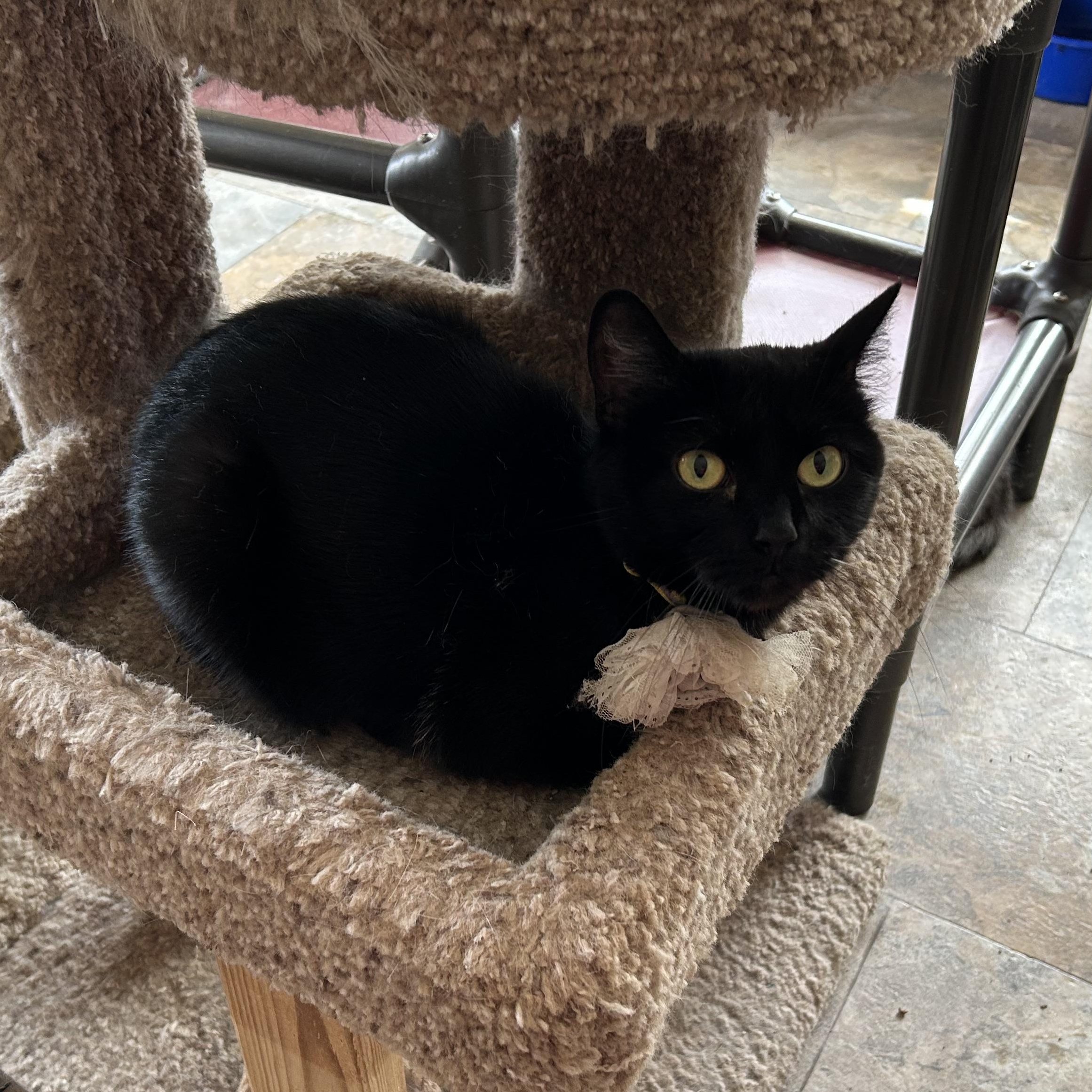 Roma, Adoptable, Adult Female Domestic Short Hair.