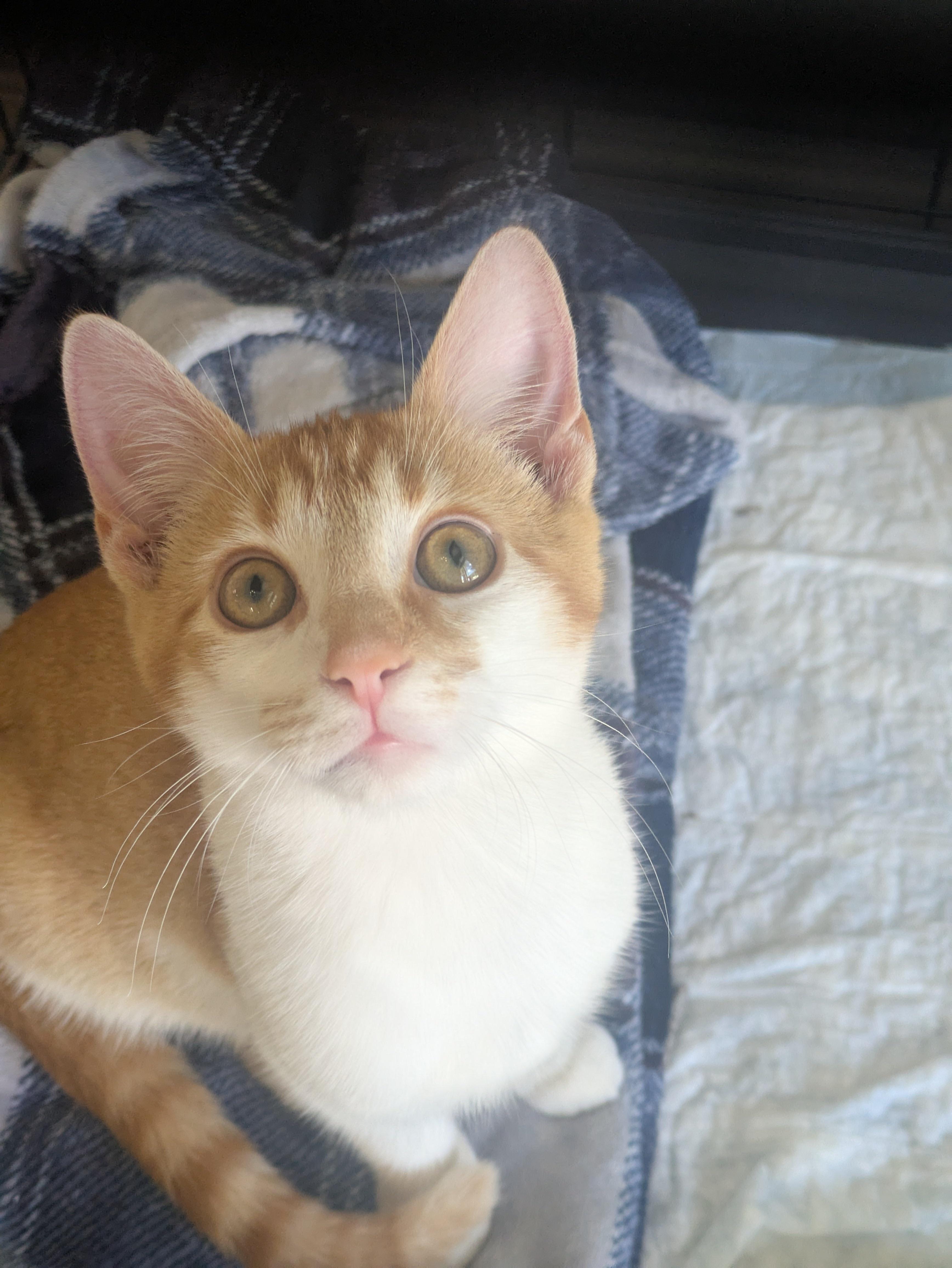 Enlarge Mason, a Adopted Domestic Short Hair in Washington, PA image 1/1