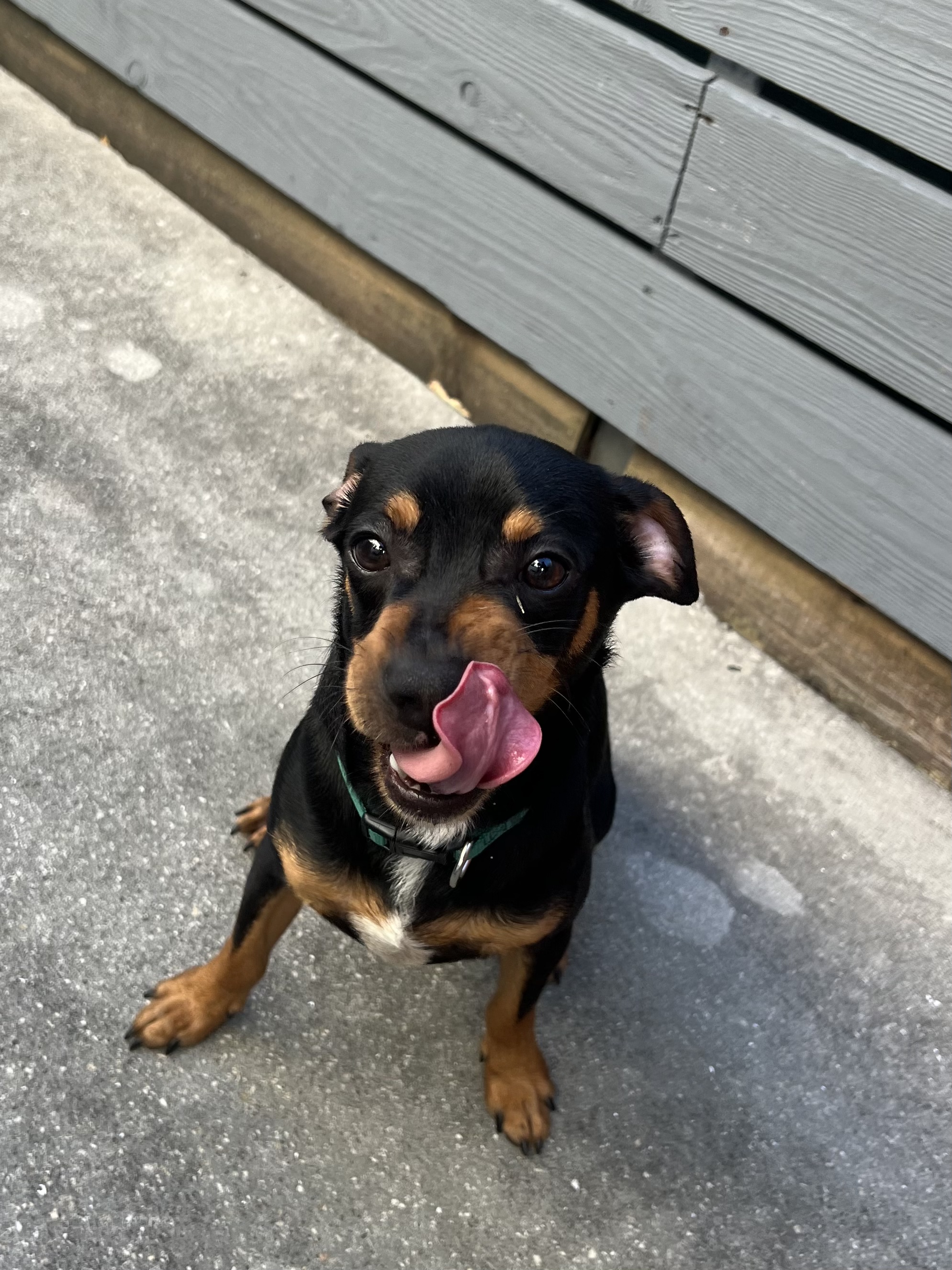 Dog for adoption Rubix, a Miniature Pinscher & Jack Russell Terrier Mix in Fisher Island, FL