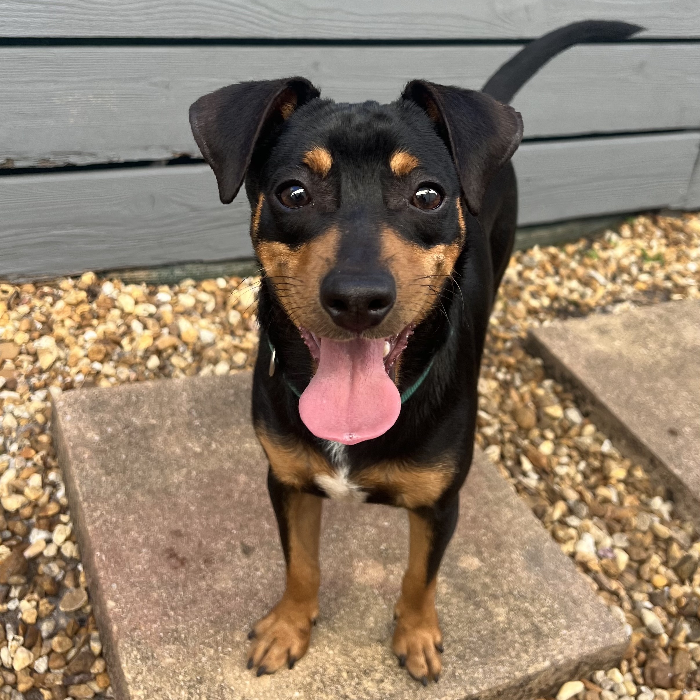 Dog for adoption Rubix, a Miniature Pinscher & Jack Russell Terrier