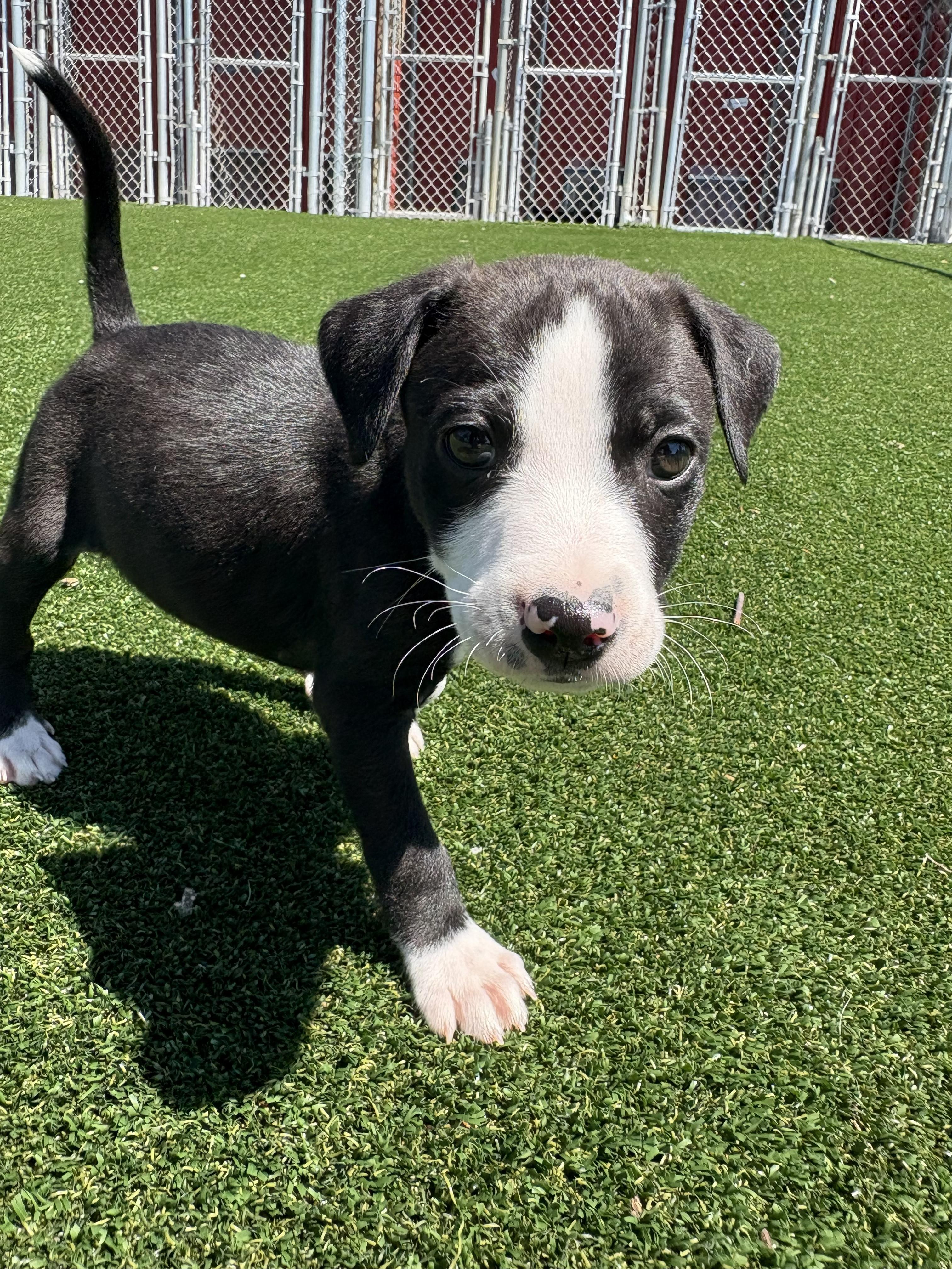 Milo, ADOPTABLE, Puppy Male Boston Terrier & Chihuahua.