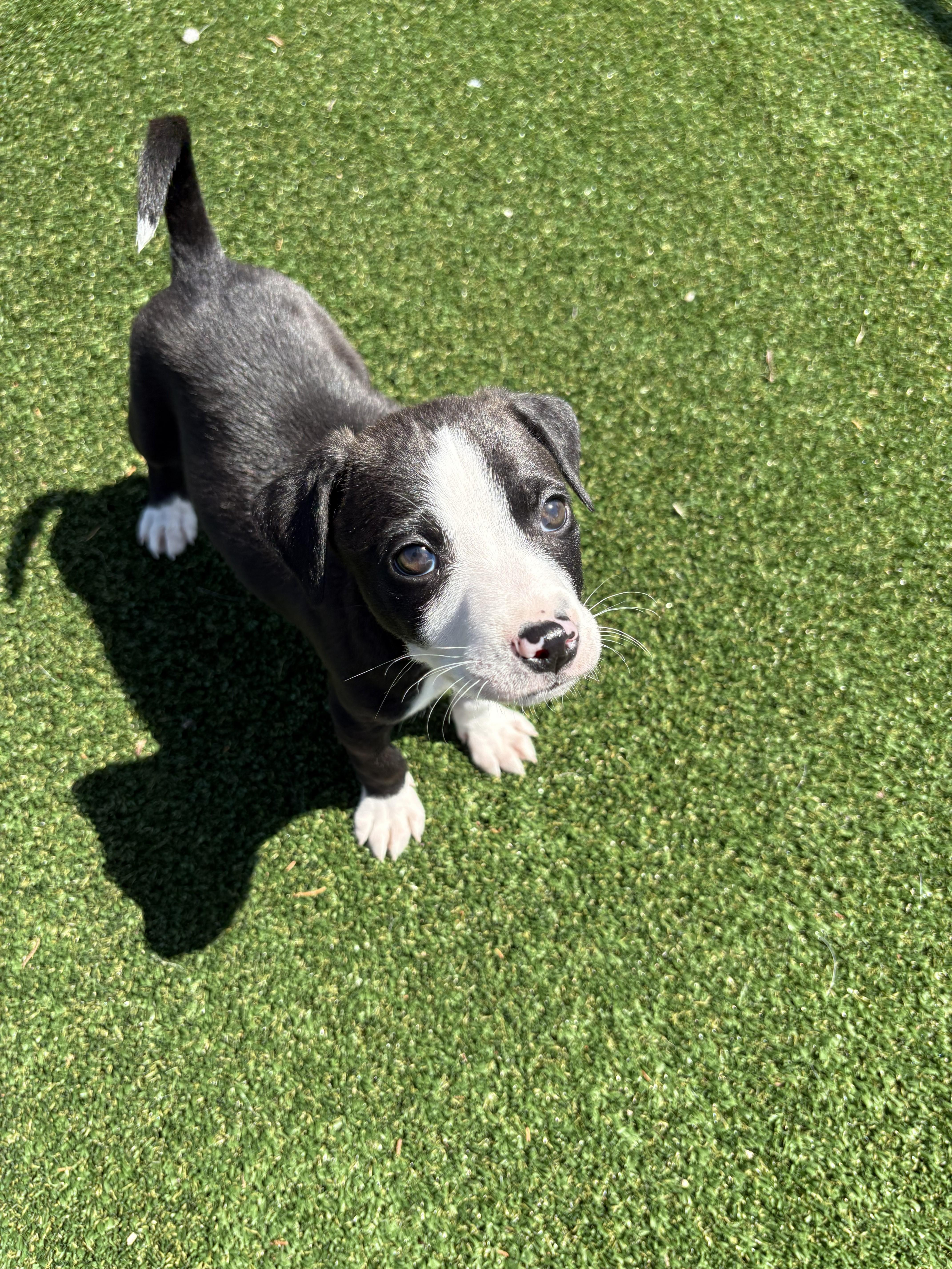 Enlarge Milo, a ADOPTABLE mixed breed in Gallatin, TN image 2/3