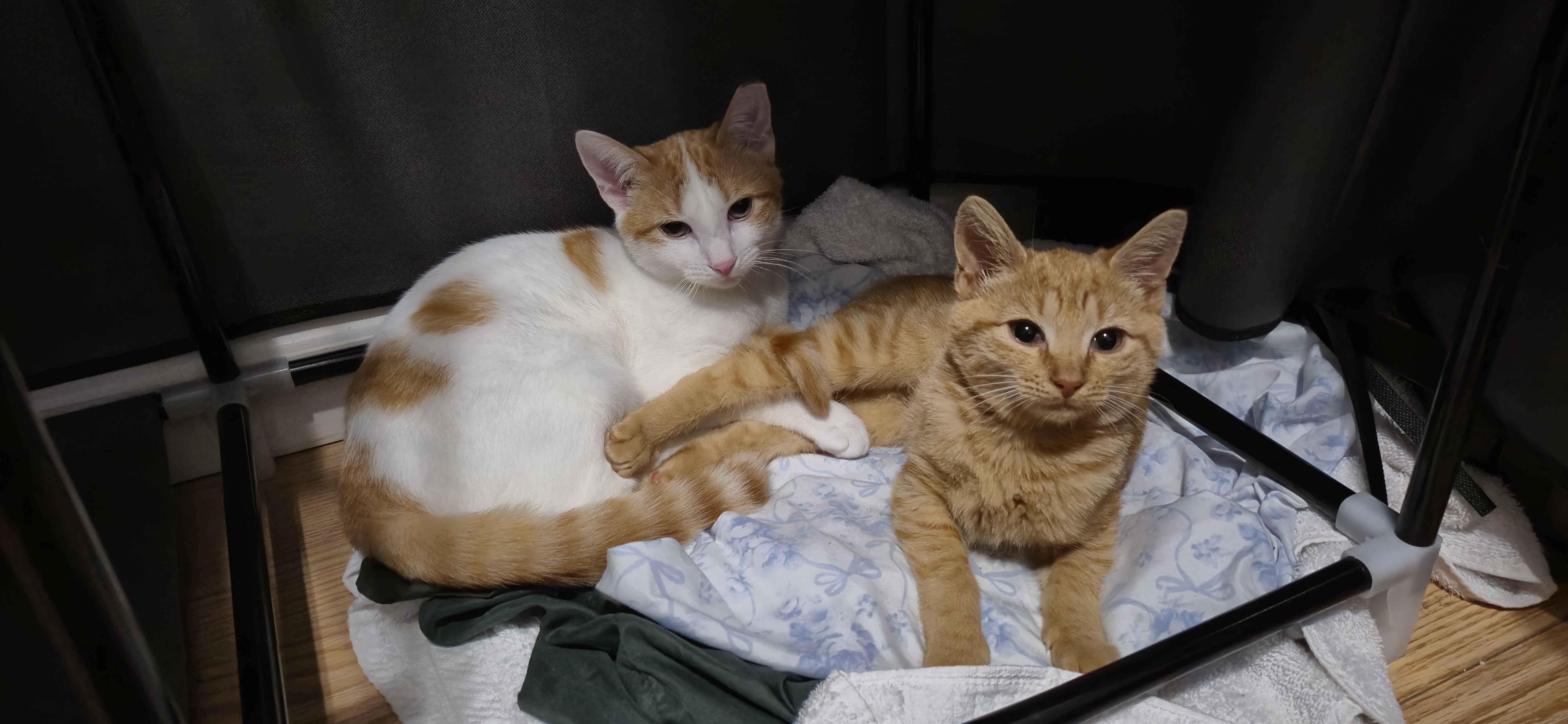Enlarge Gabe & Coffee, a Adoptable Domestic Short Hair in Weehawken, NJ image 2/6