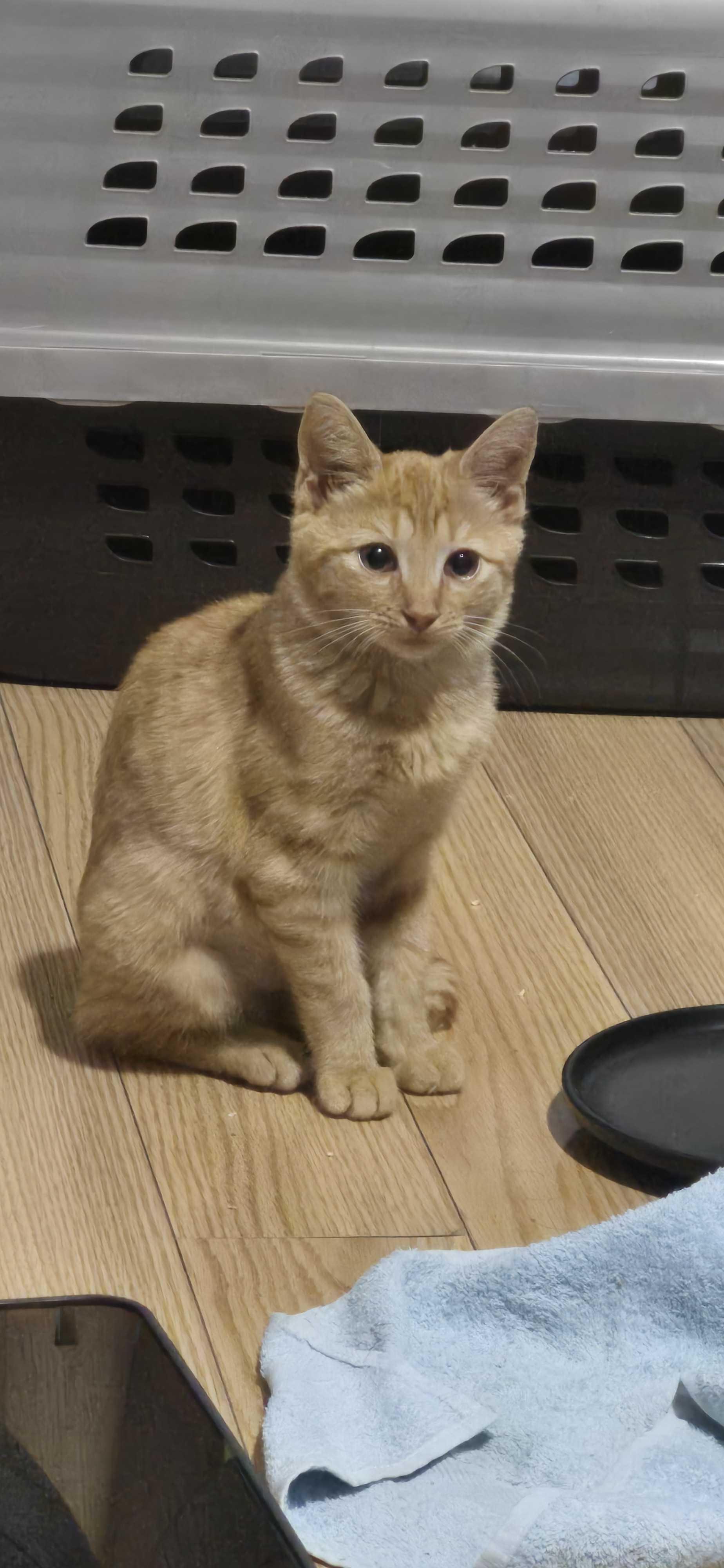 Enlarge Gabe & Coffee, a Adoptable Domestic Short Hair in Weehawken, NJ image 4/6