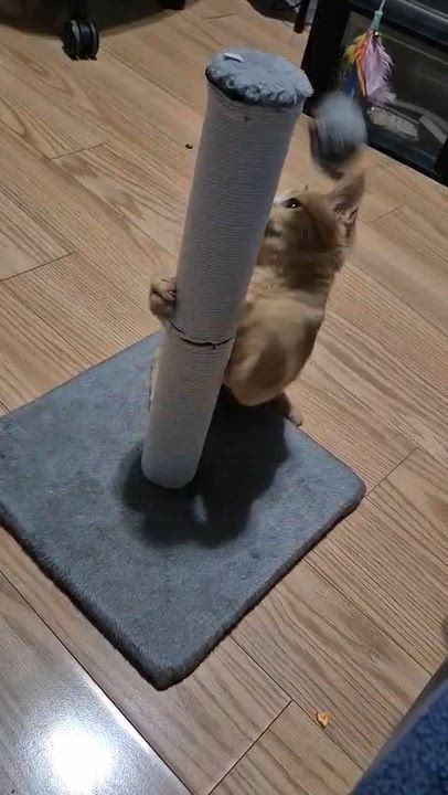 Enlarge Gabe & Coffee, a Adoptable Domestic Short Hair in Weehawken, NJ video 5/6