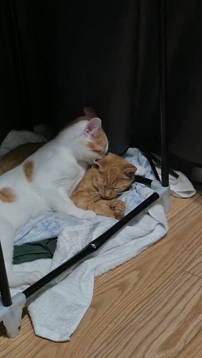 Enlarge Gabe & Coffee, a Adoptable Domestic Short Hair in Weehawken, NJ video 3/6