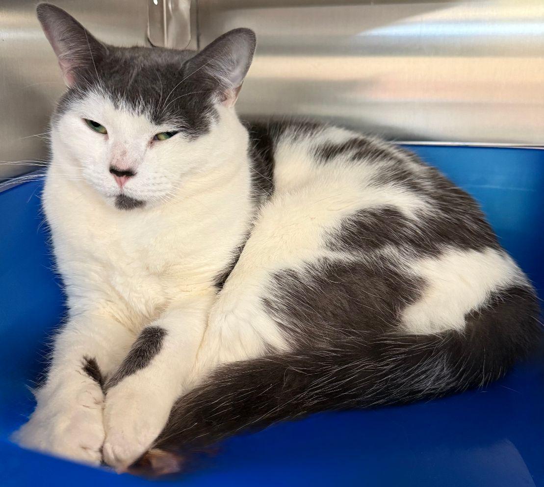 Miley, Adopted, Adult Female Domestic Short Hair.