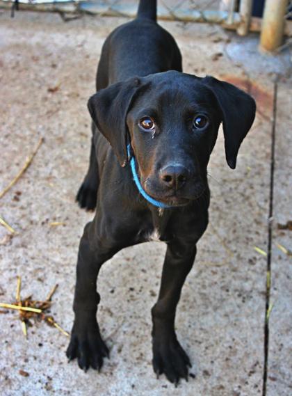 Liam, a Adoptable mixed breed in Morton Grove, IL image 1/3