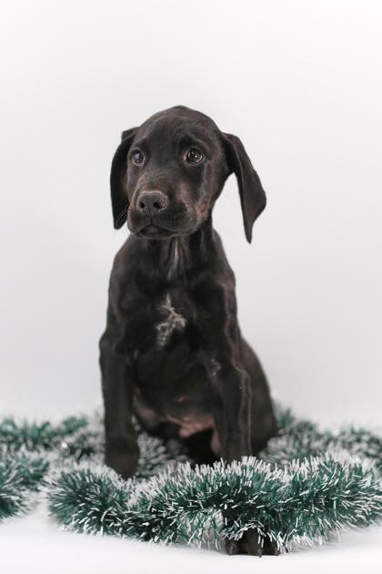 Enlarge Liam, a Adoptable mixed breed in Morton Grove, IL image 3/3