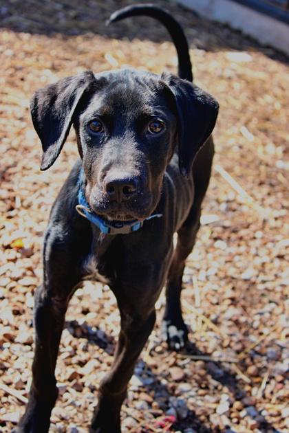 Liam, a Adoptable mixed breed in Morton Grove, IL image 3/3