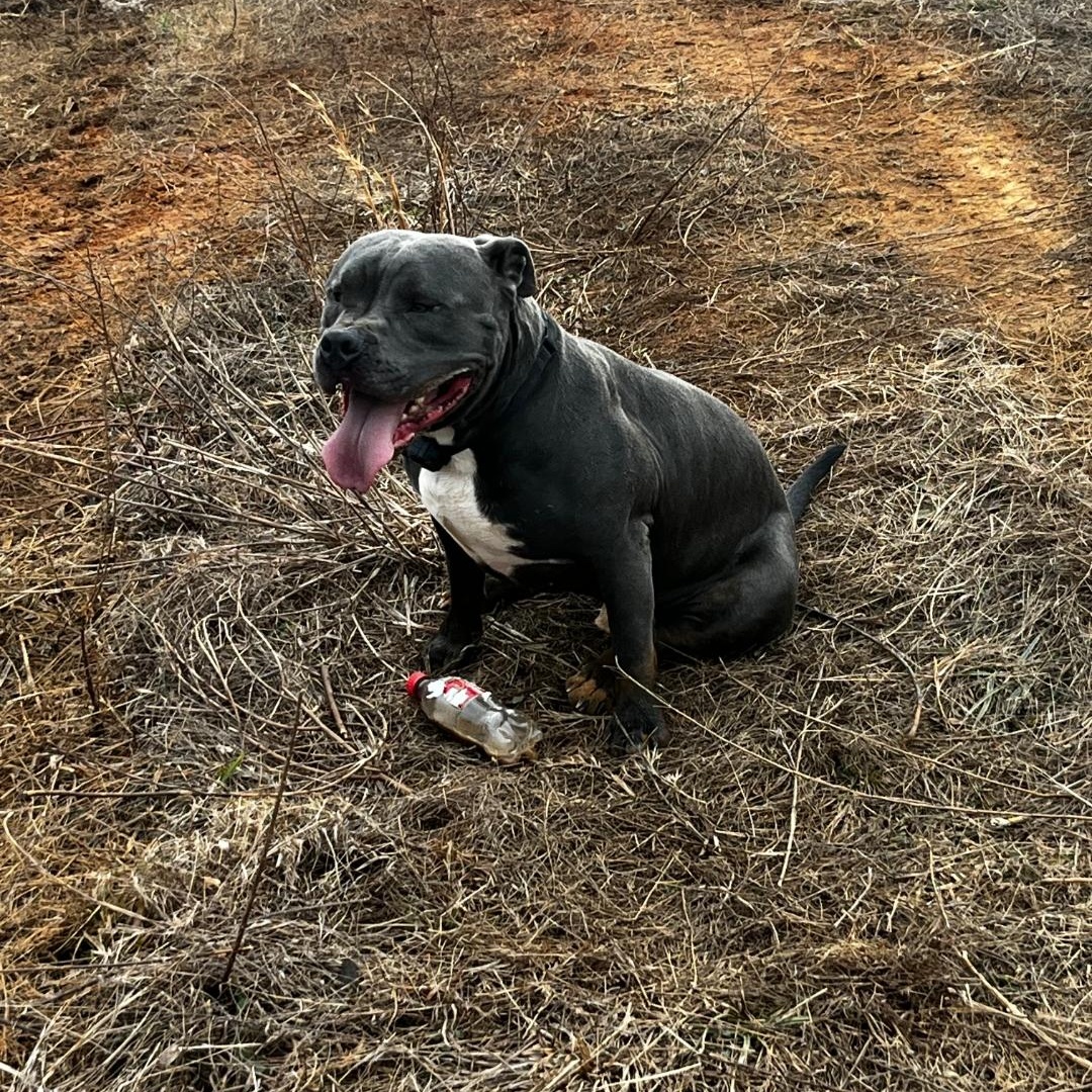 Enlarge Ryker, a Adoptable Pit Bull Terrier in Maryville, TN image 1/1