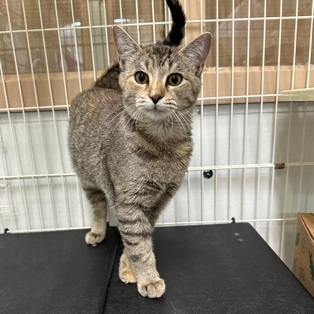 Enlarge Treat, a Adoptable Domestic Short Hair in Priest River, ID image 1/1
