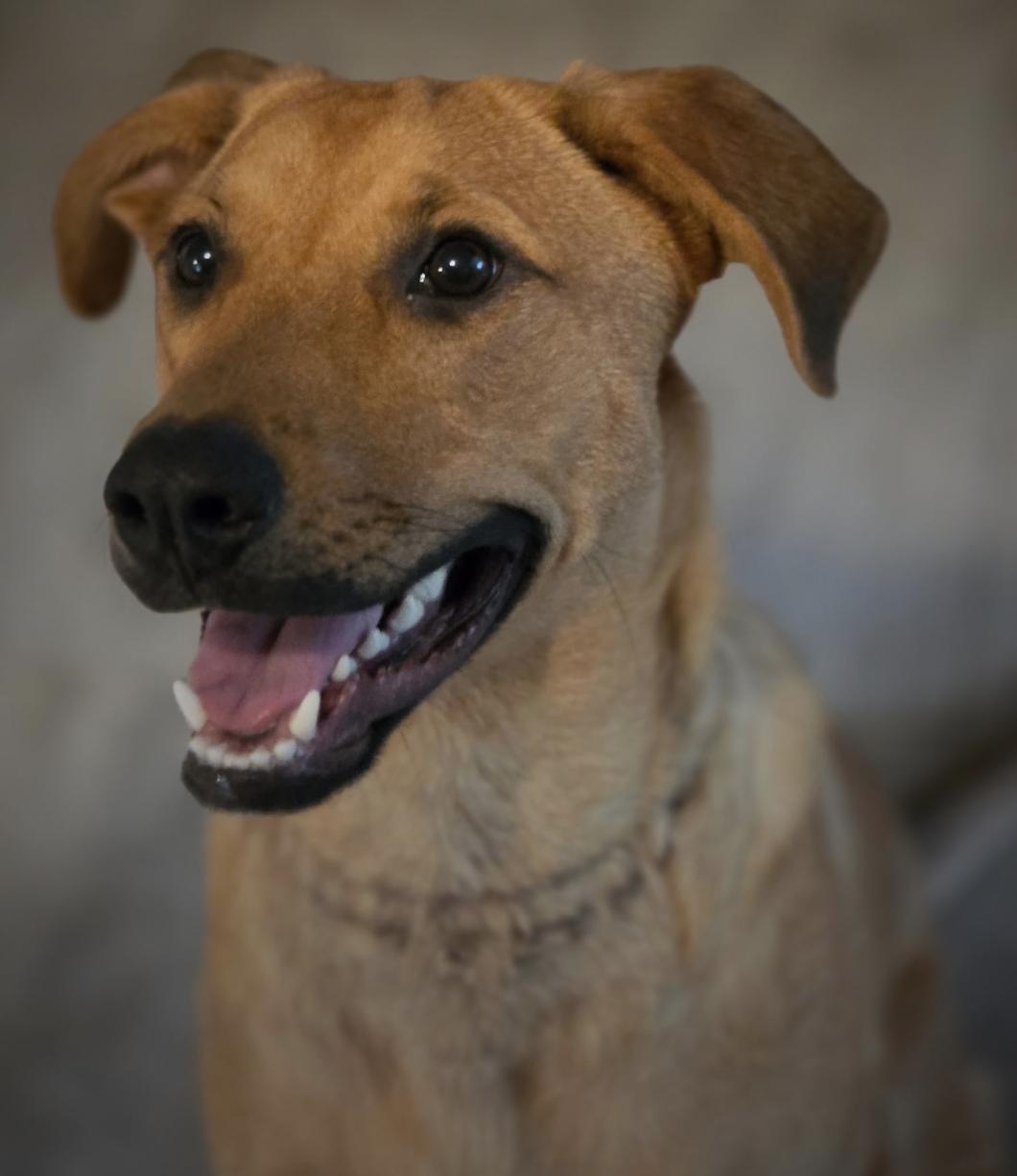 Jasper, Adoptable, Young Male German Shepherd Dog & Labrador Retriever.