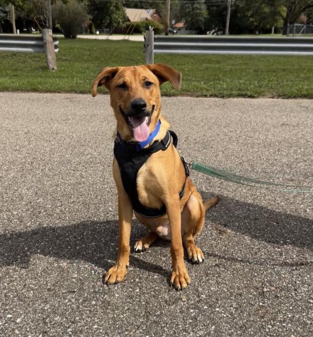 Enlarge Jasper, a Adoptable mixed breed in Bloomfield Hills, MI image 2/3