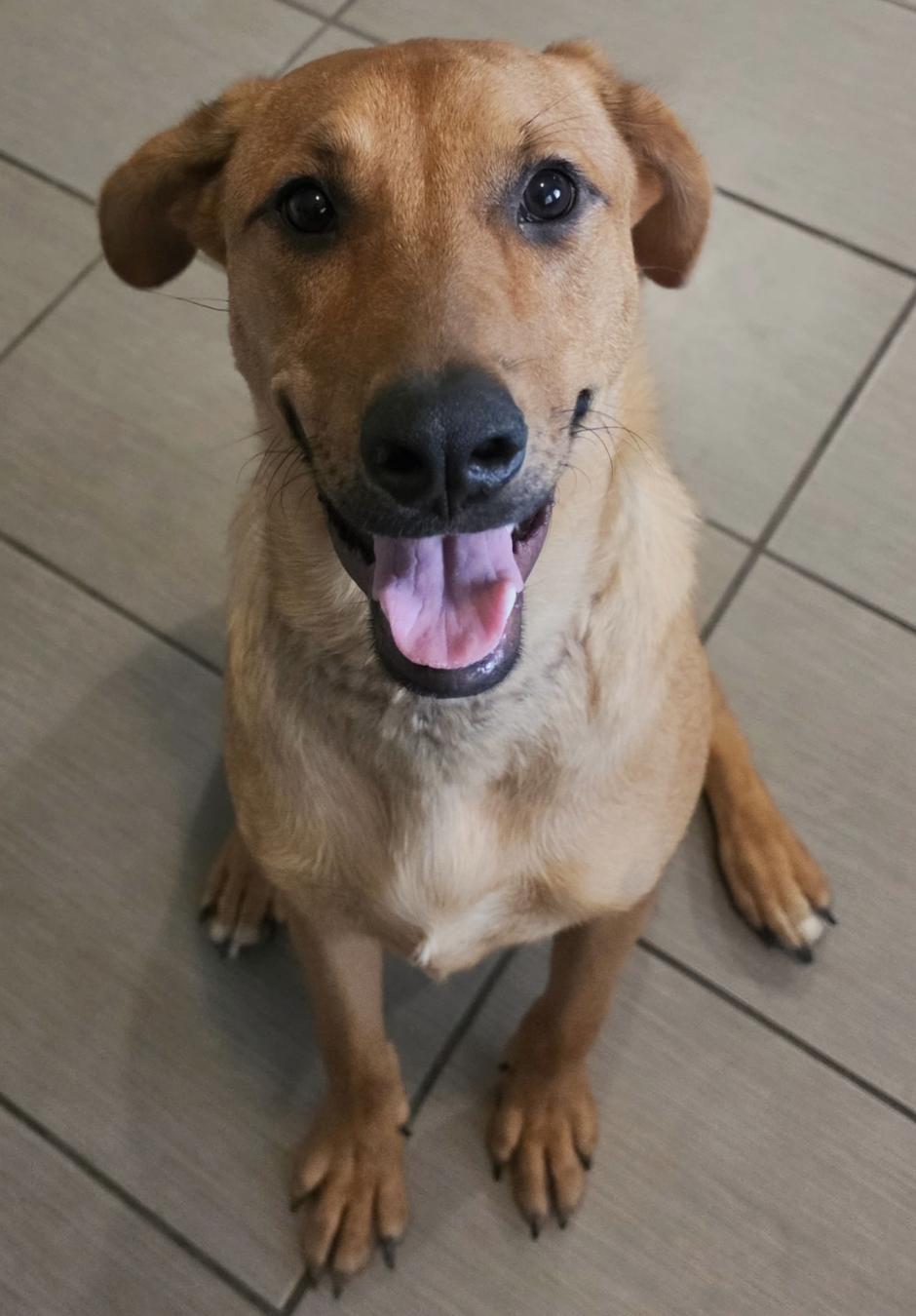 Enlarge Jasper, a Adoptable mixed breed in Bloomfield Hills, MI image 3/3