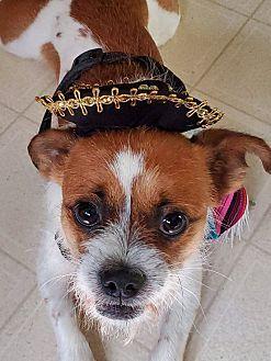 Oscar, Adoptable, Young Male Terrier.