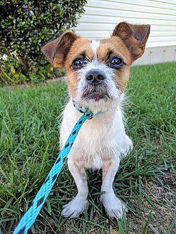 Oscar, Adoptable, Young Male Terrier.