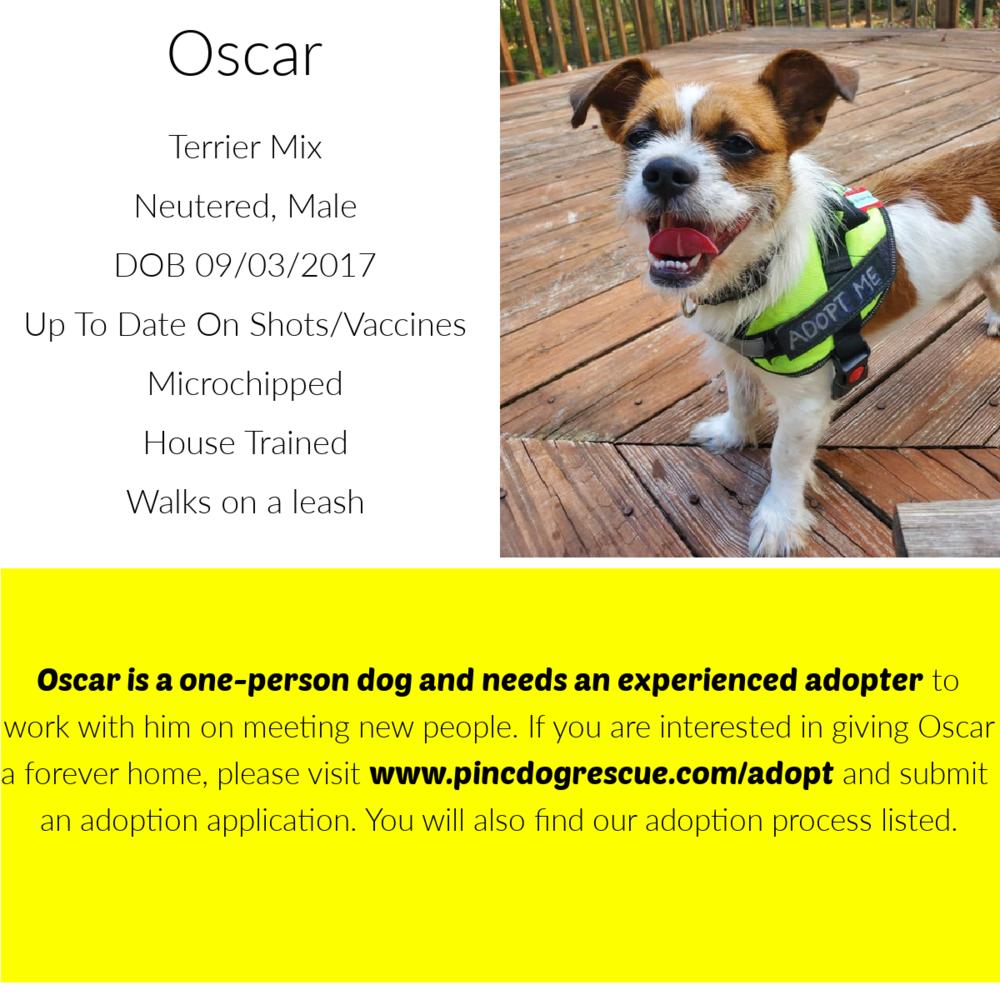 Enlarge Oscar, a Adoptable mixed breed in Charlotte, NC image 6/6