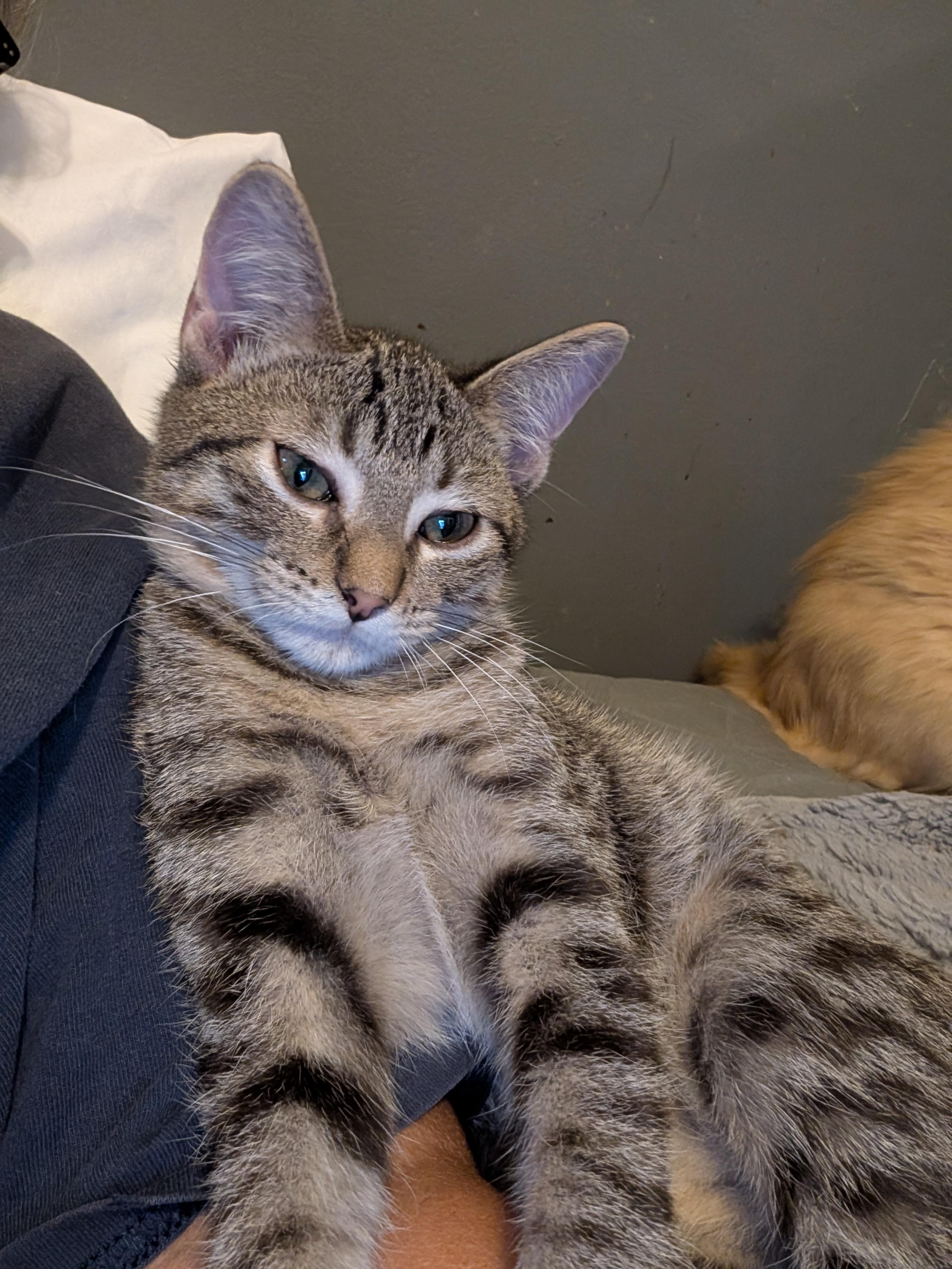 Enlarge Flint, a Adoptable mixed breed in Lincoln, NE image 2/4