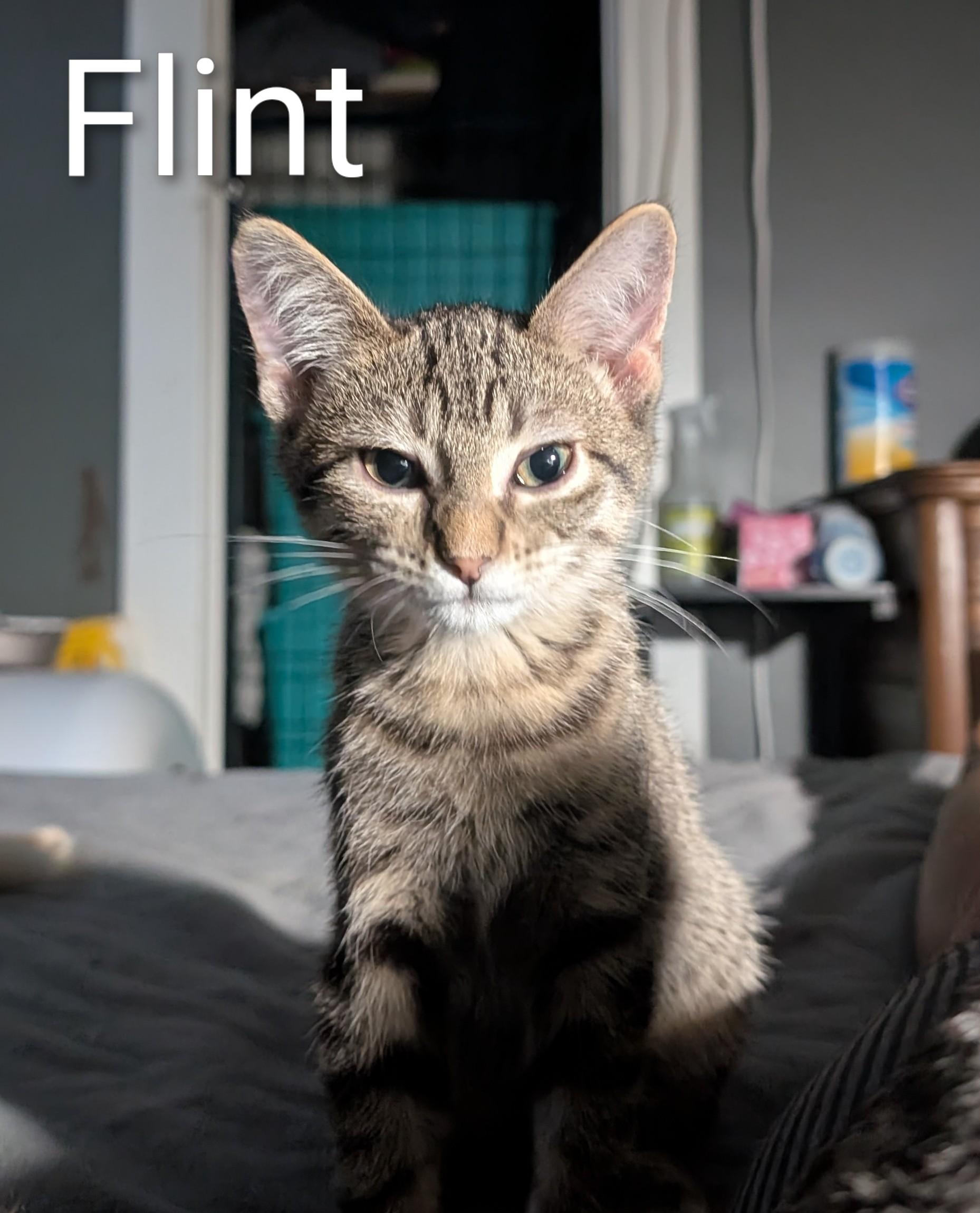 Enlarge Flint, a Adoptable mixed breed in Lincoln, NE image 1/4