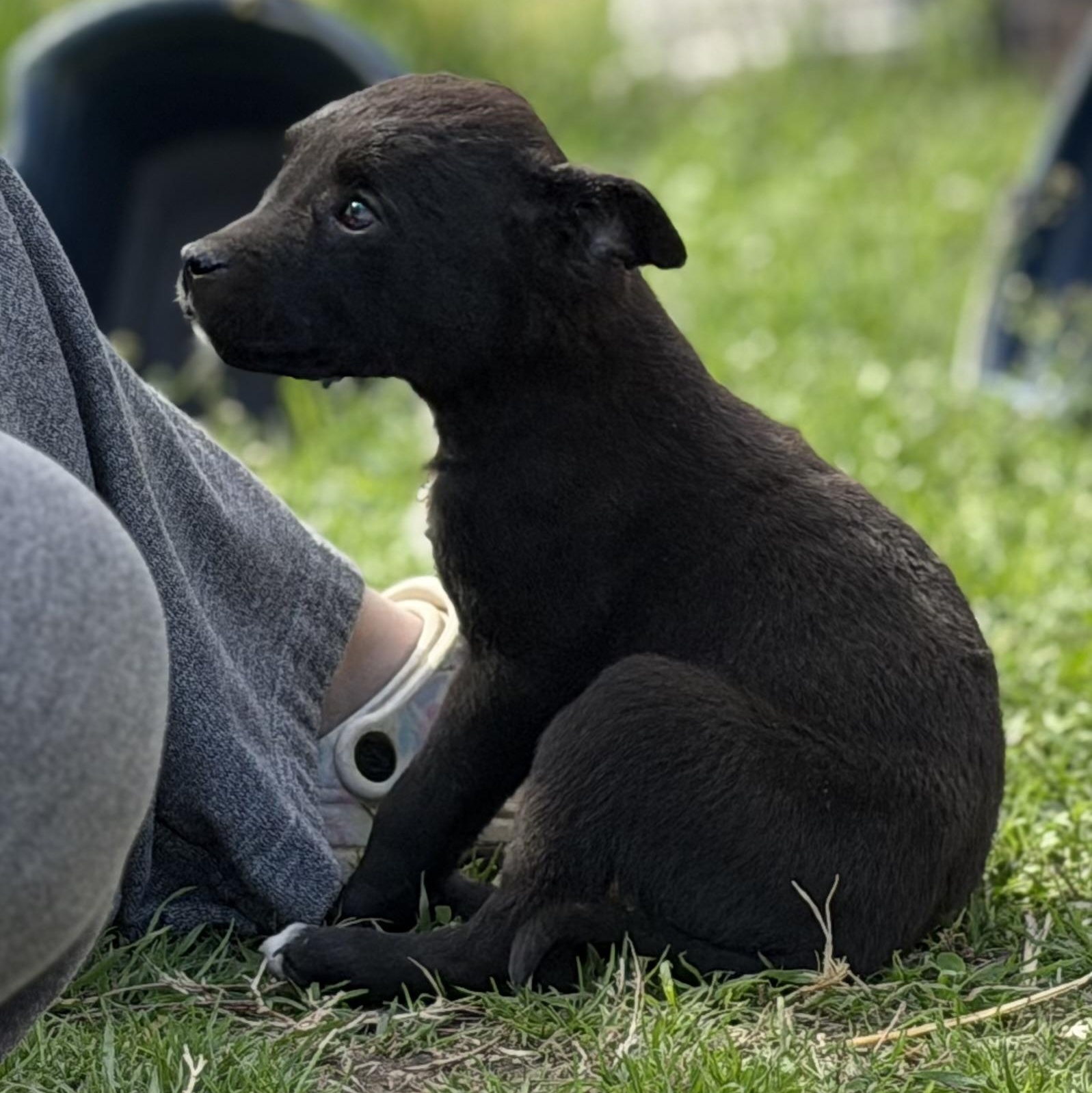 Virgo — thumbnail 5