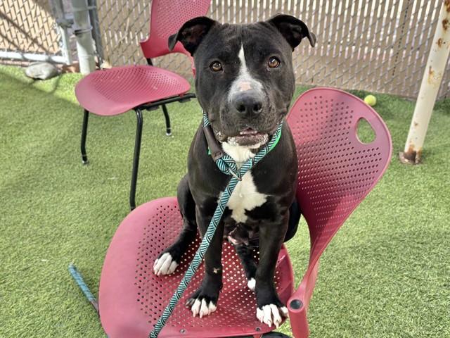 CLOVER, Adoptable, Adult Female Pit Bull Terrier.