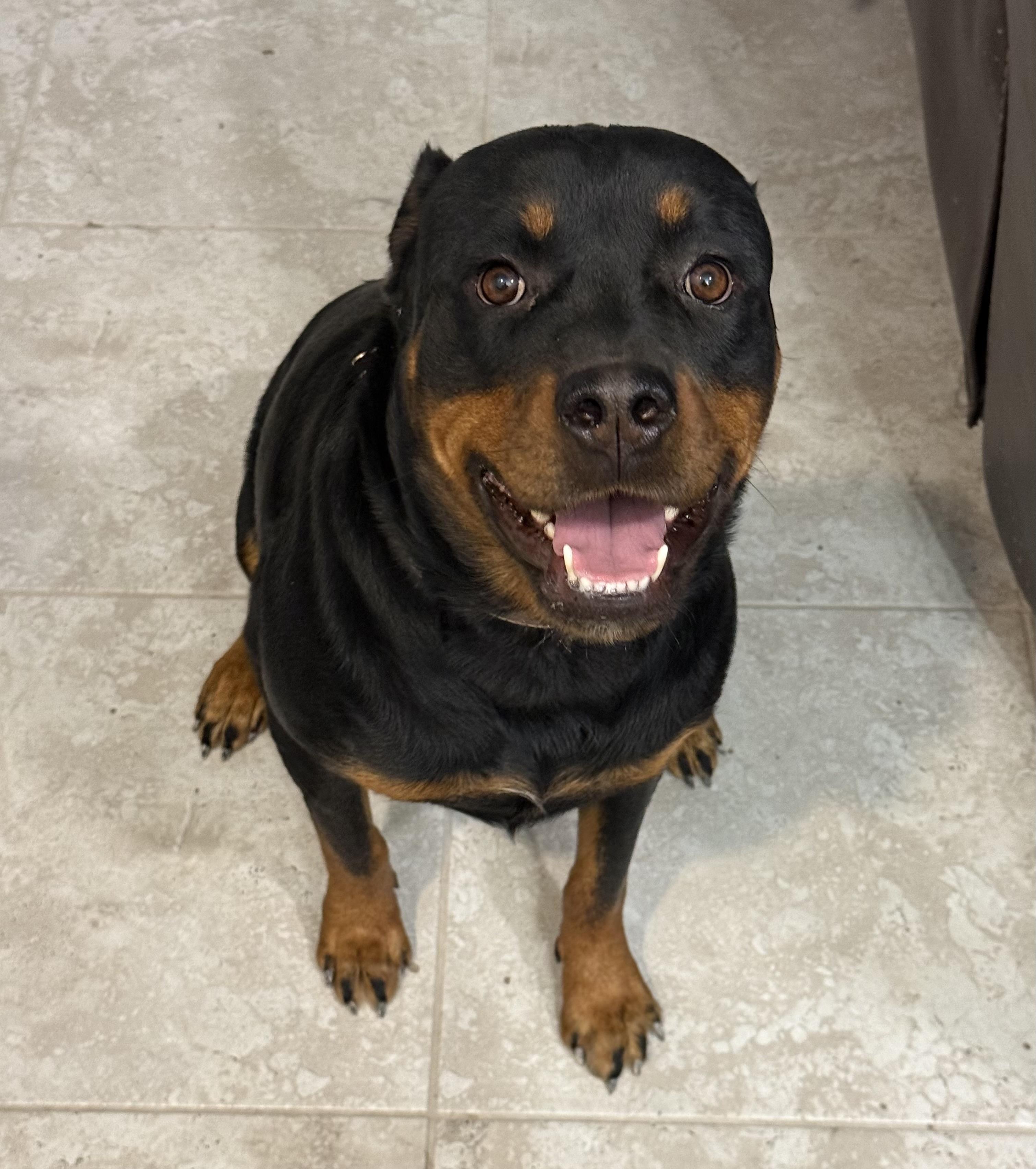 Dog for adoption - Luna, a Rottweiler in Short Hills, NJ | Petfinder