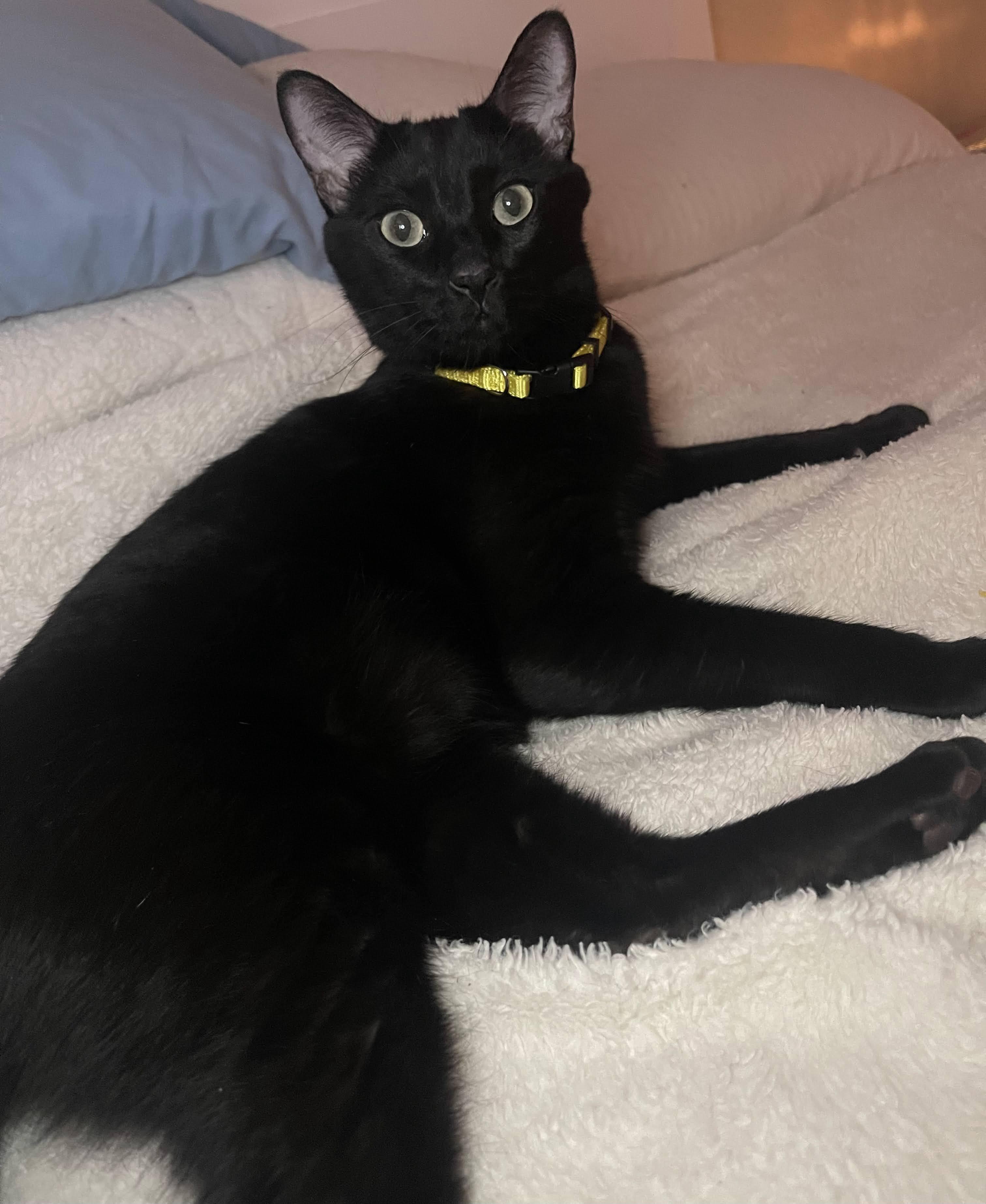 Poblano, an adoptable Domestic Short Hair in Arlington, TX image 3/3