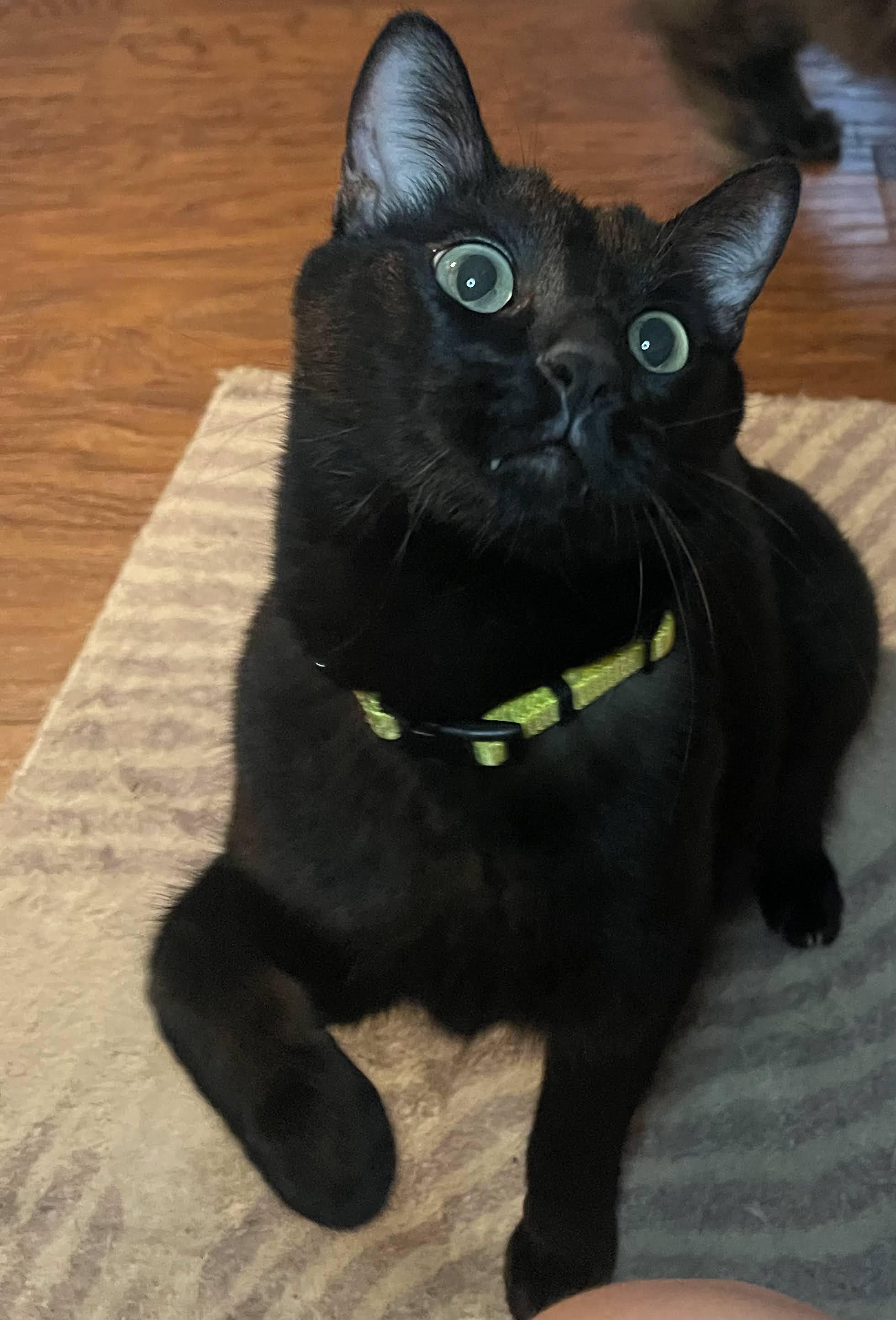 Poblano, adoptable, Adult Male Domestic Short Hair.