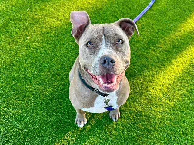AHSOKA, Adoptable, Adult Female Pit Bull Terrier & Mixed Breed.