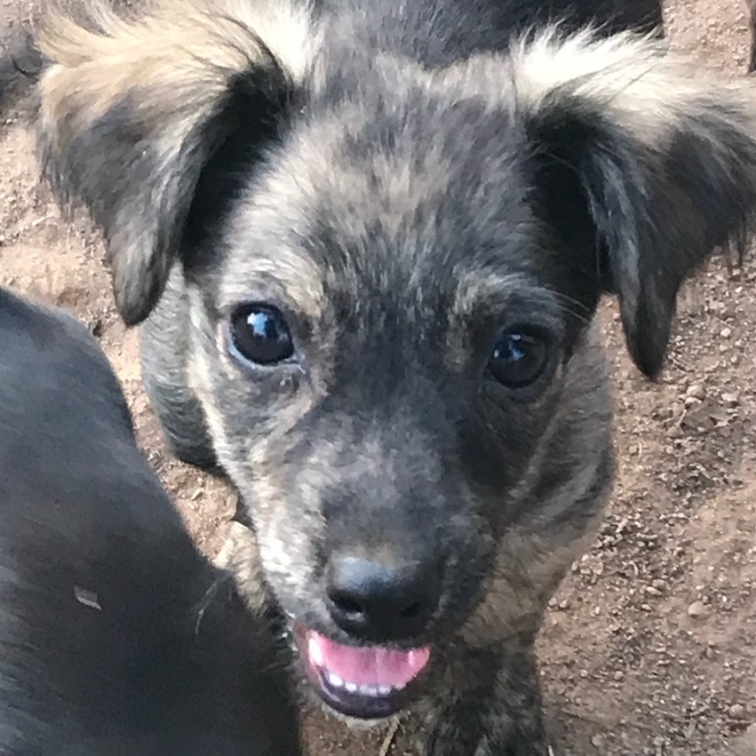 Mary, Adopted, Puppy Female Chihuahua.